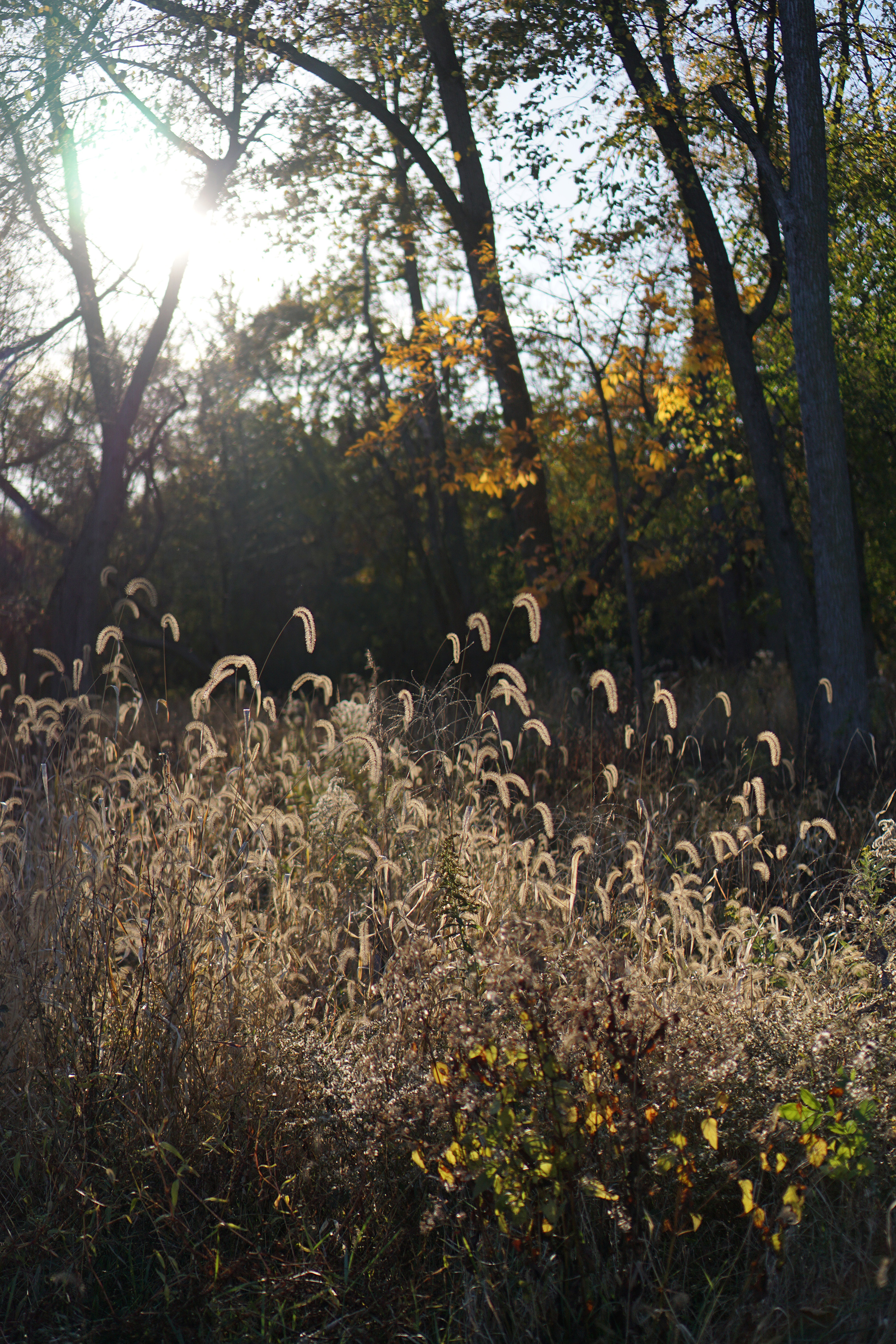 Feathery autumn grasses in the late afternoon light, Miami Woods, Morton Grove Illinois / Darker than Green