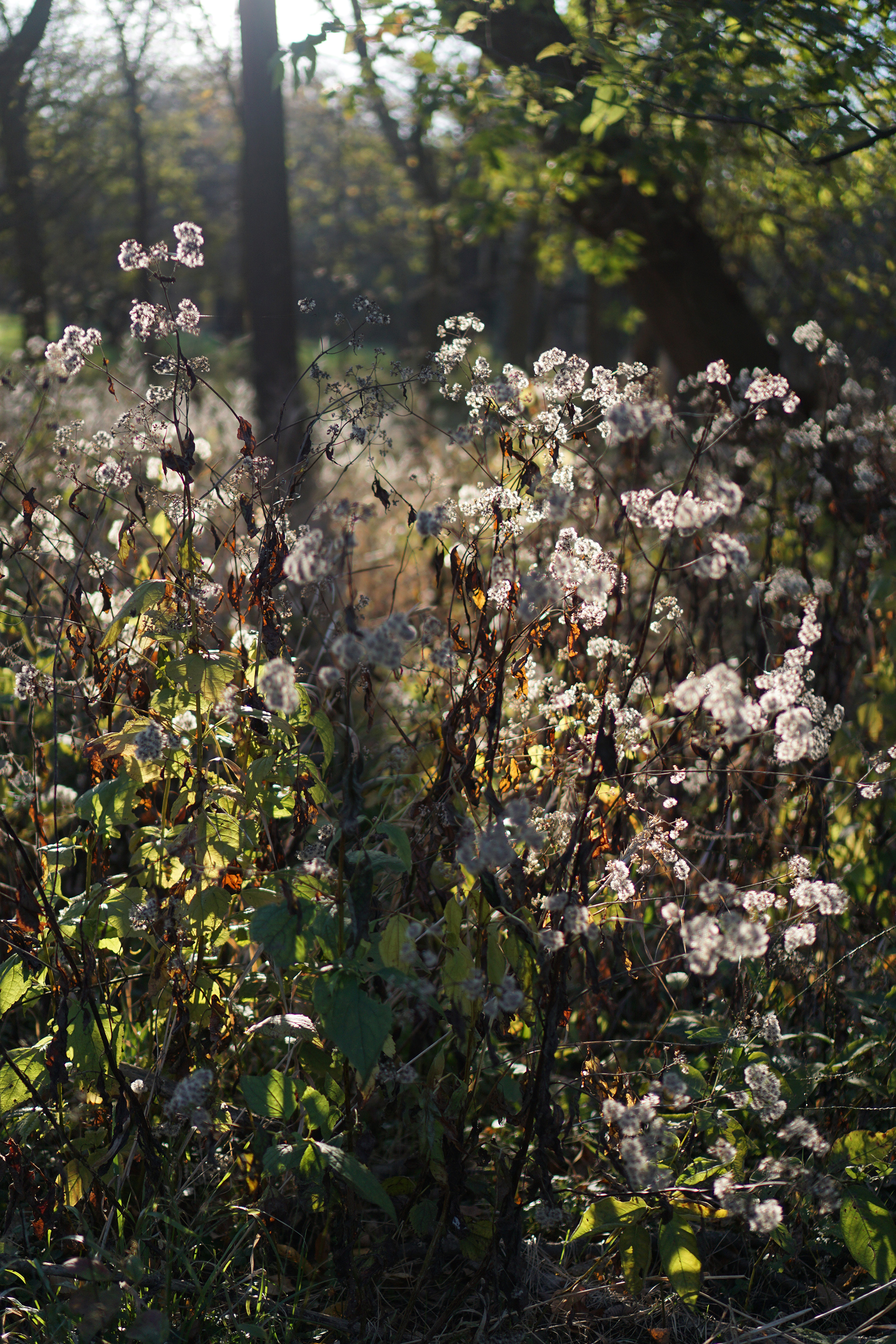 Wildflowers going to seed in the autumn light, Miami Woods, Morton Grove Illinois / Darker than Green