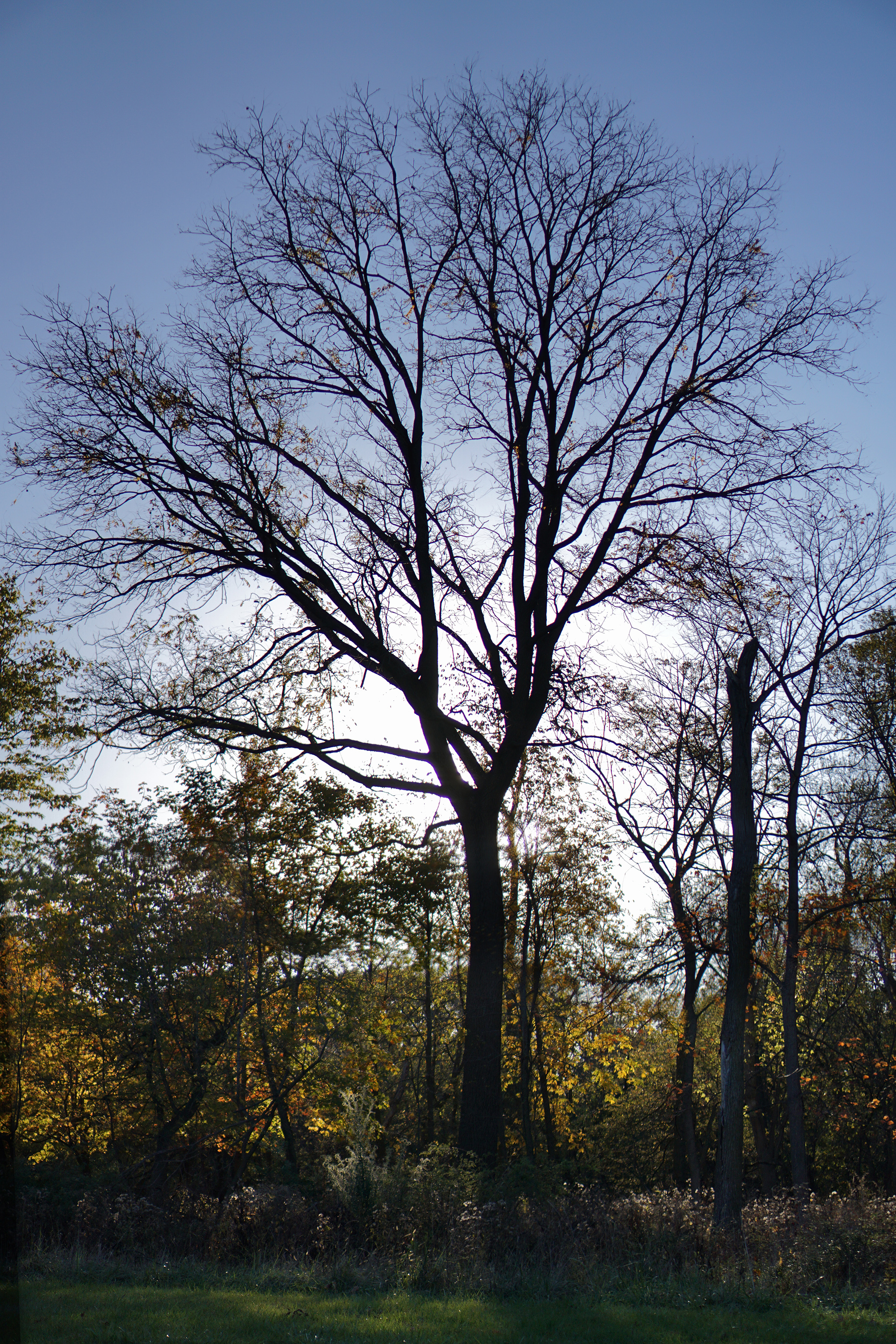 Large tree without leaves silhouetted against the late afternoon light, Miami Woods, Morton Grove Illinois / Darker than Green