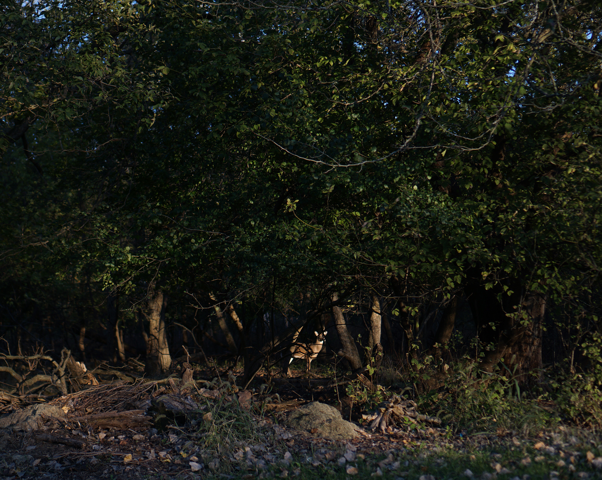 Deer in the forest, Miami Woods, Morton Grove Illinois / Darker than Green