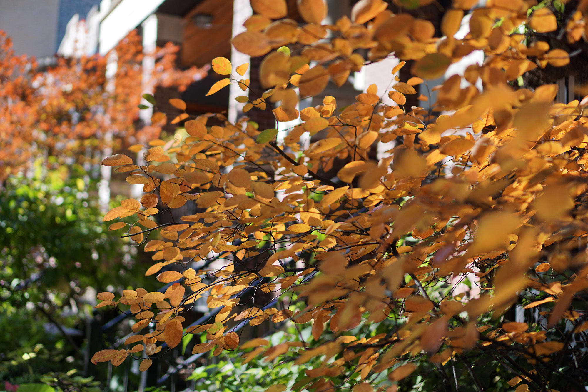 Serviceberry tree in autumn, Chicago IL / Darker than Green