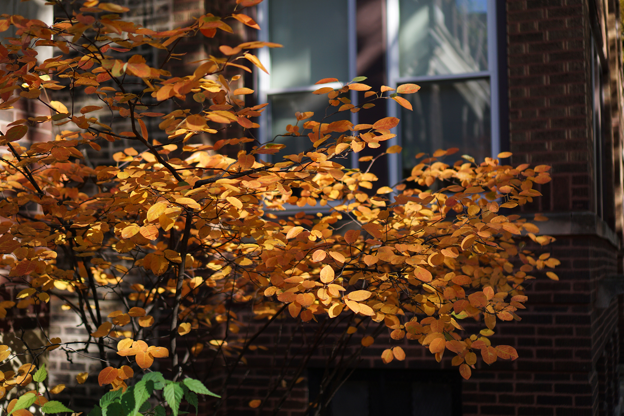 Serviceberry tree in autumn, Chicago IL / Darker than Green