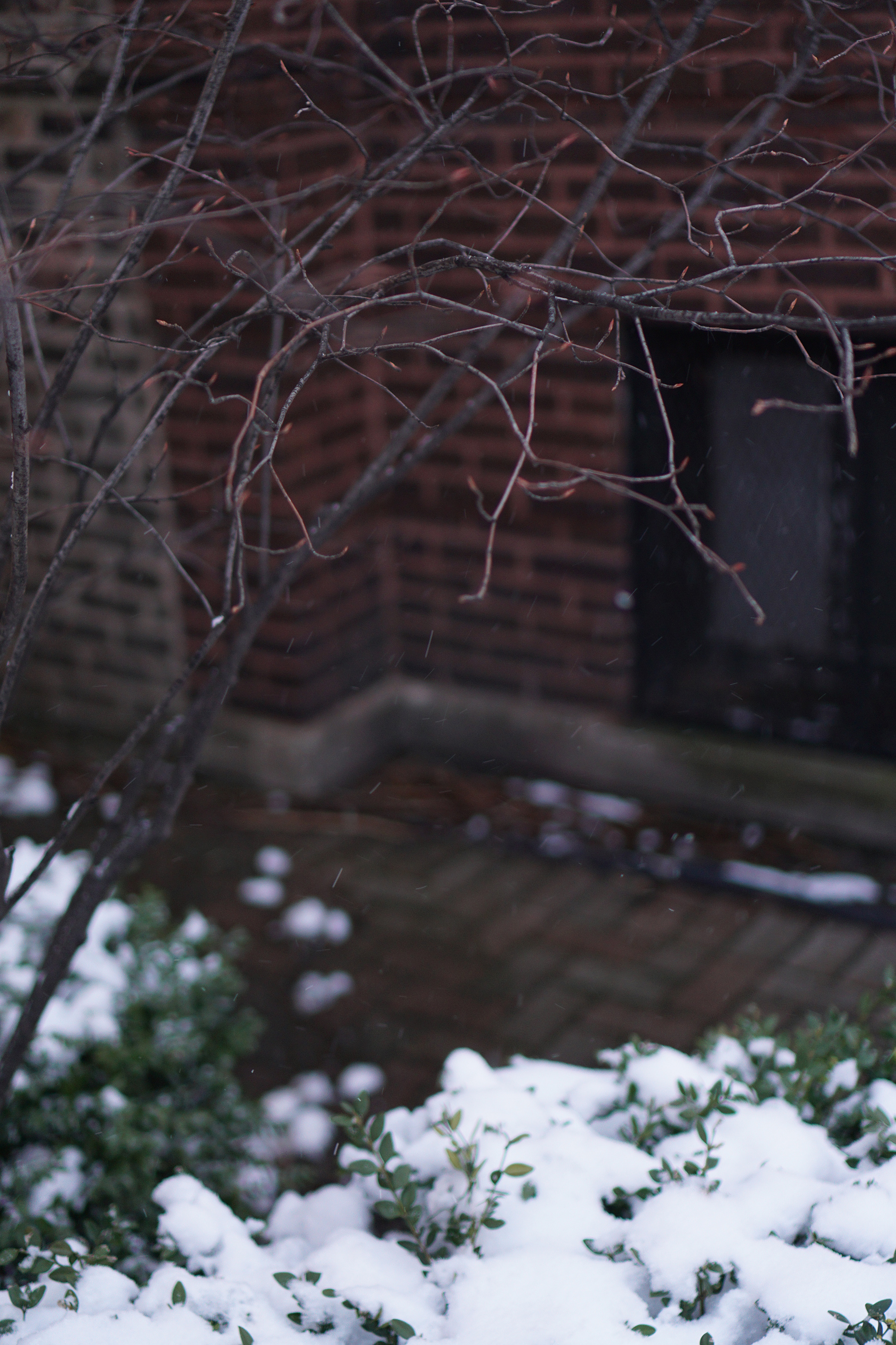 Serviceberry tree in winter, Chicago IL / Darker than Green