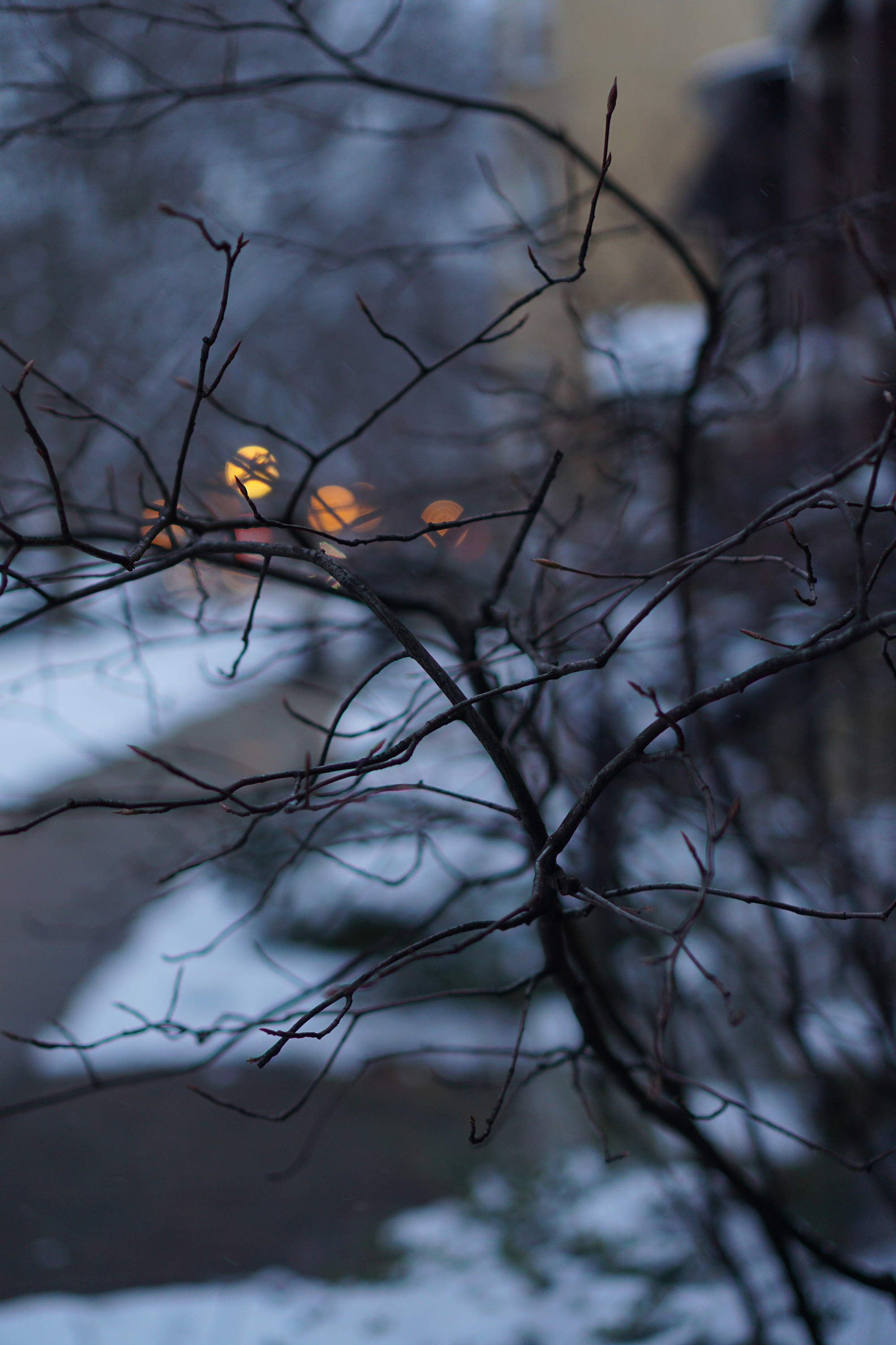 Serviceberry tree in winter, Chicago IL / Darker than Green