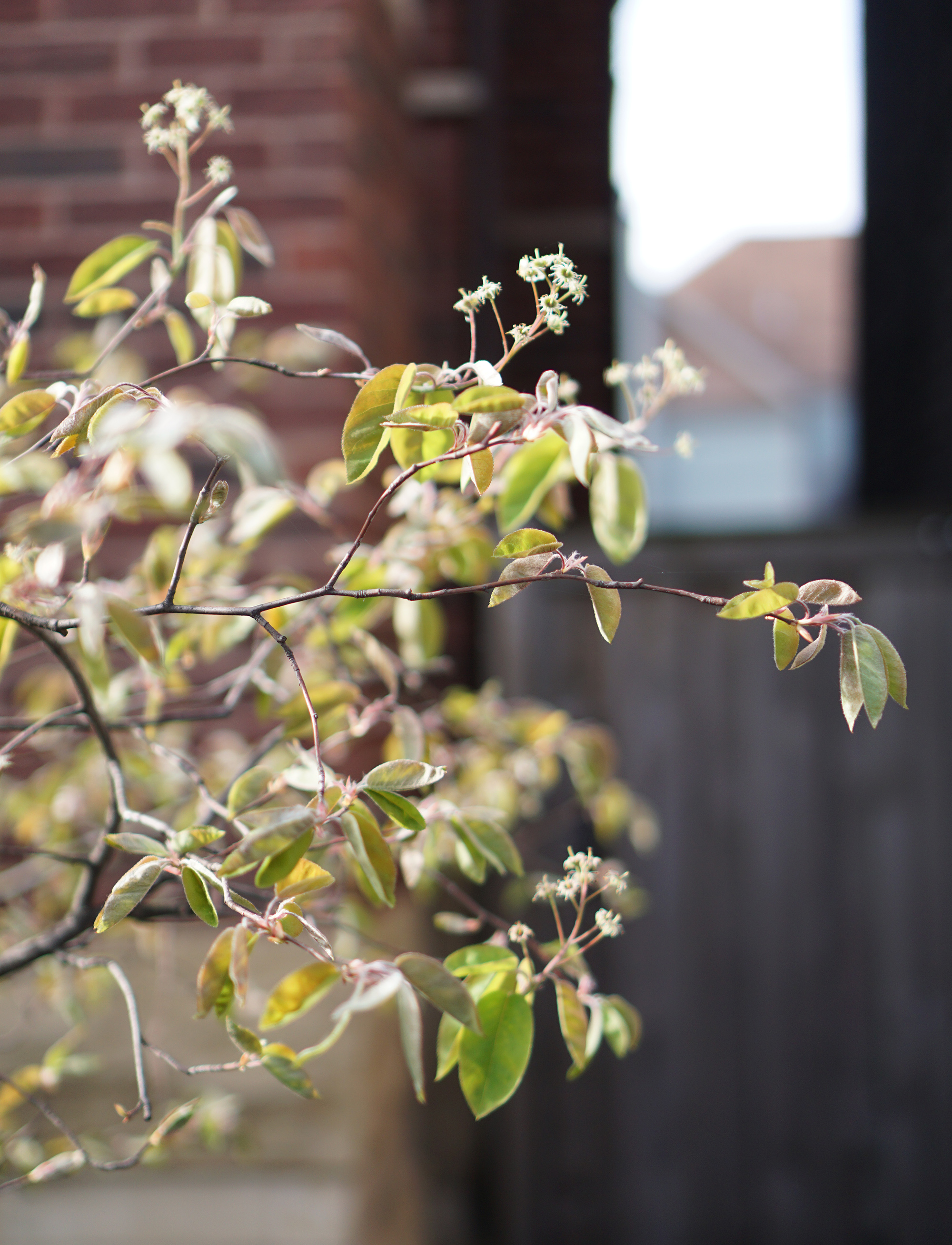 Serviceberry tree in spring, Chicago IL / Darker than Green