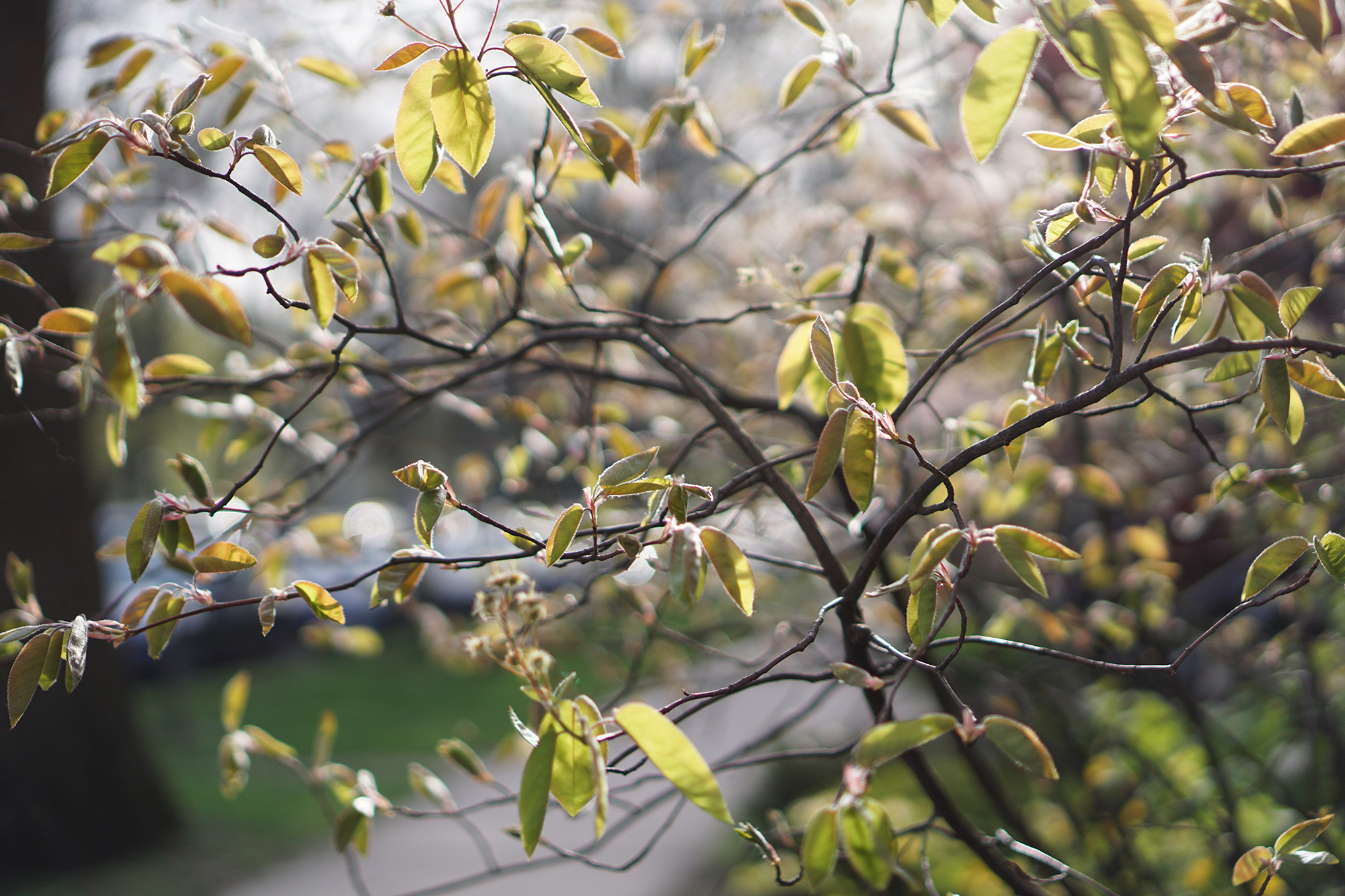 Serviceberry tree in spring, Chicago IL / Darker than Green