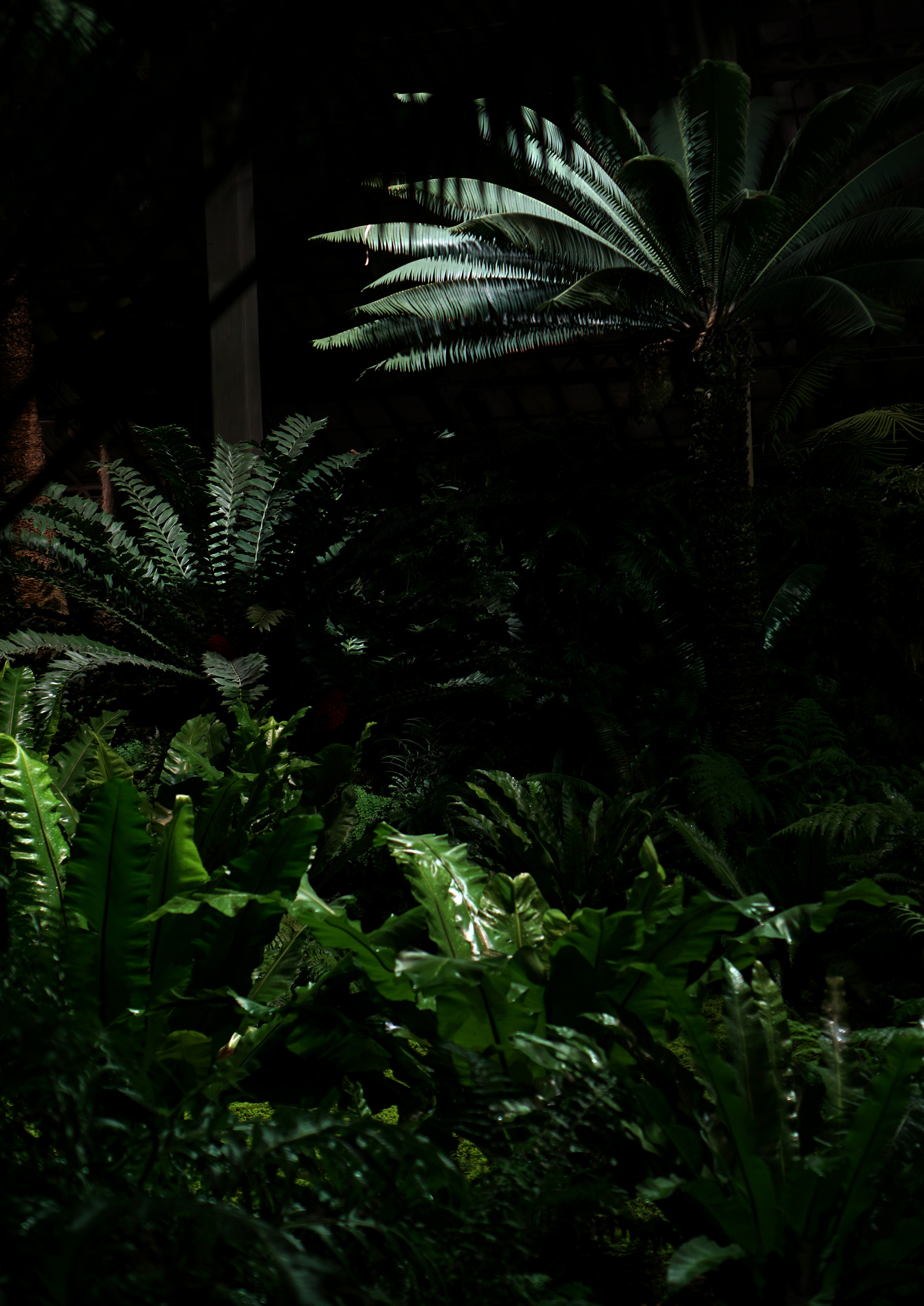 Uplit ferns in the Garfield Park Conservatory at night, Chicago / Darker than Green