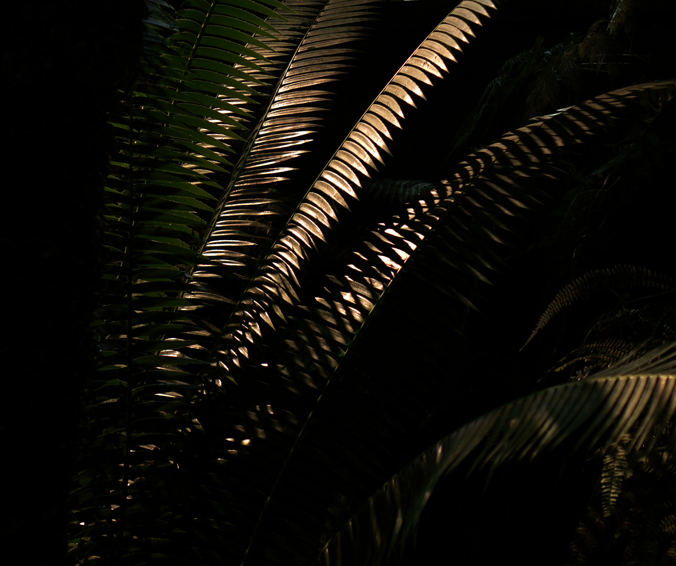 Fern fronds in the Garfield Park Conservatory at night, Chicago / Darker than Green