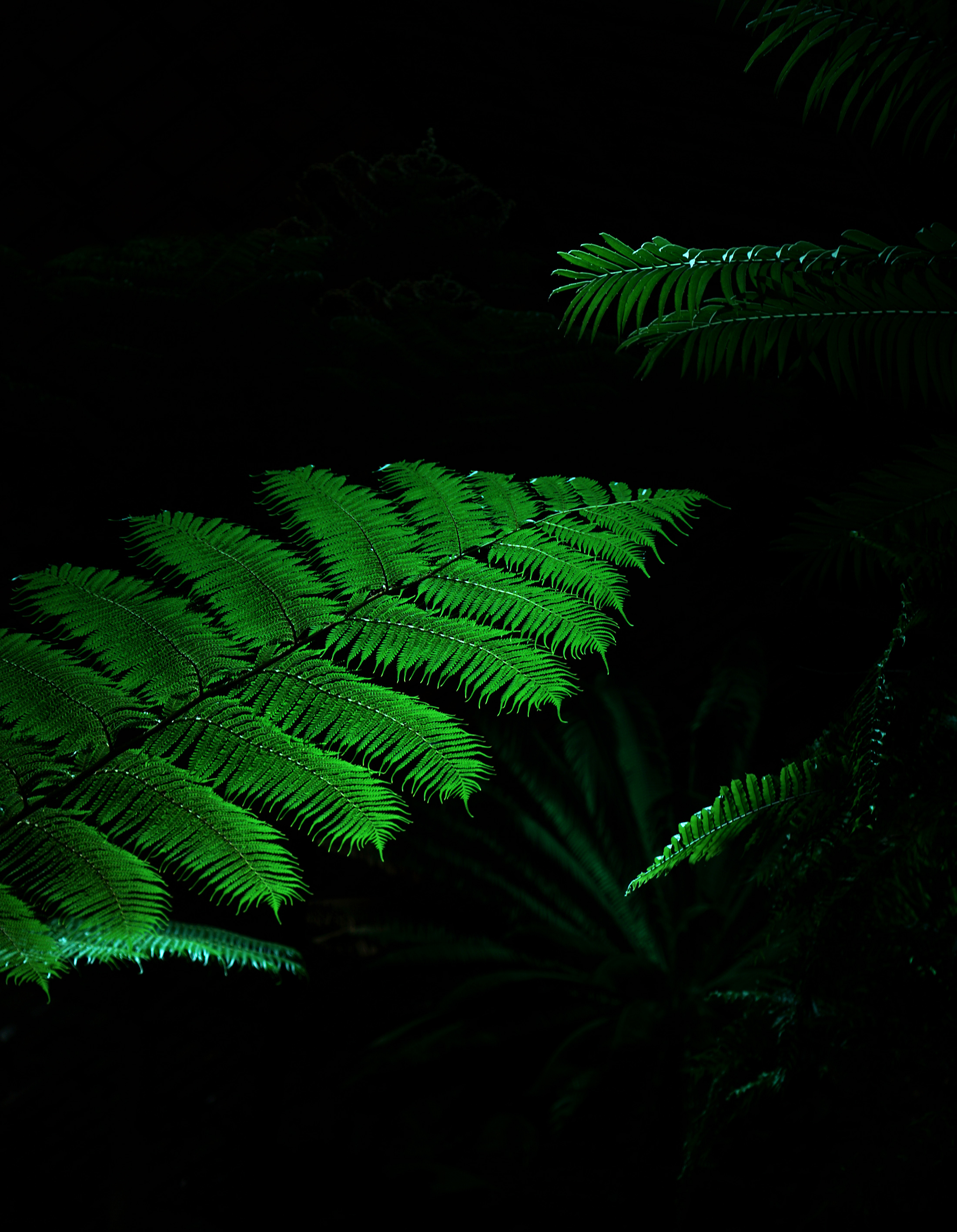Fern fronds in the Garfield Park Conservatory at night, Chicago / Darker than Green