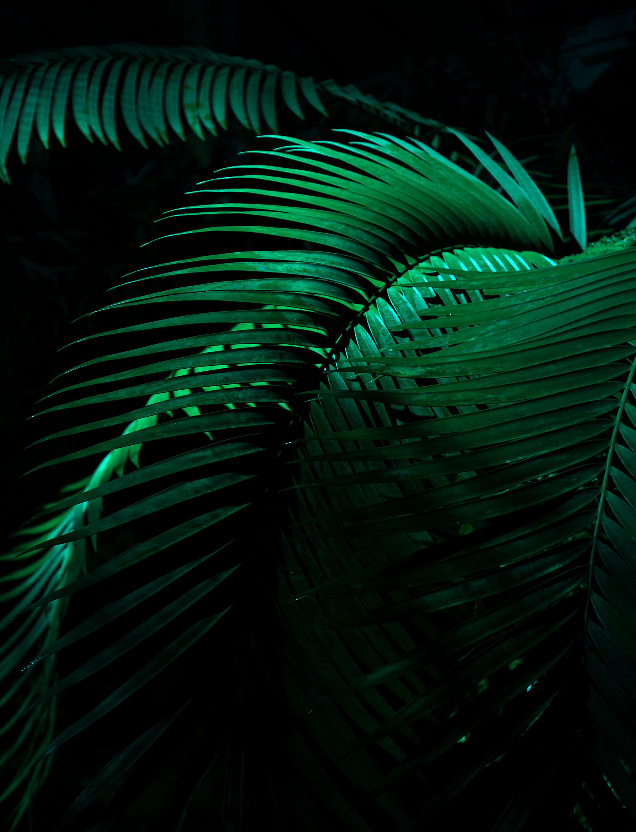 Fern fronds in the Garfield Park Conservatory at night, Chicago / Darker than Green