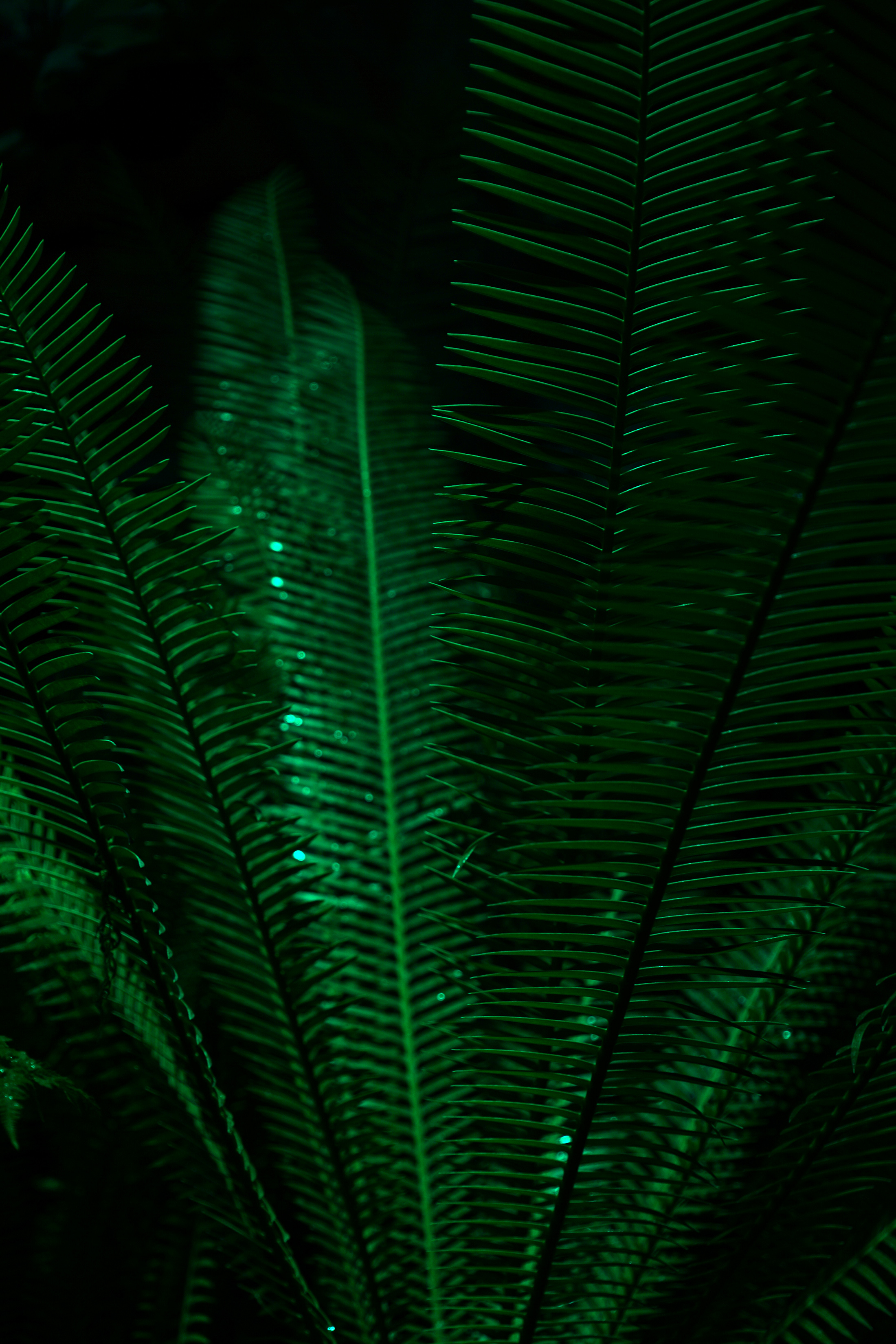 Fern fronds in the Garfield Park Conservatory at night, Chicago / Darker than Green