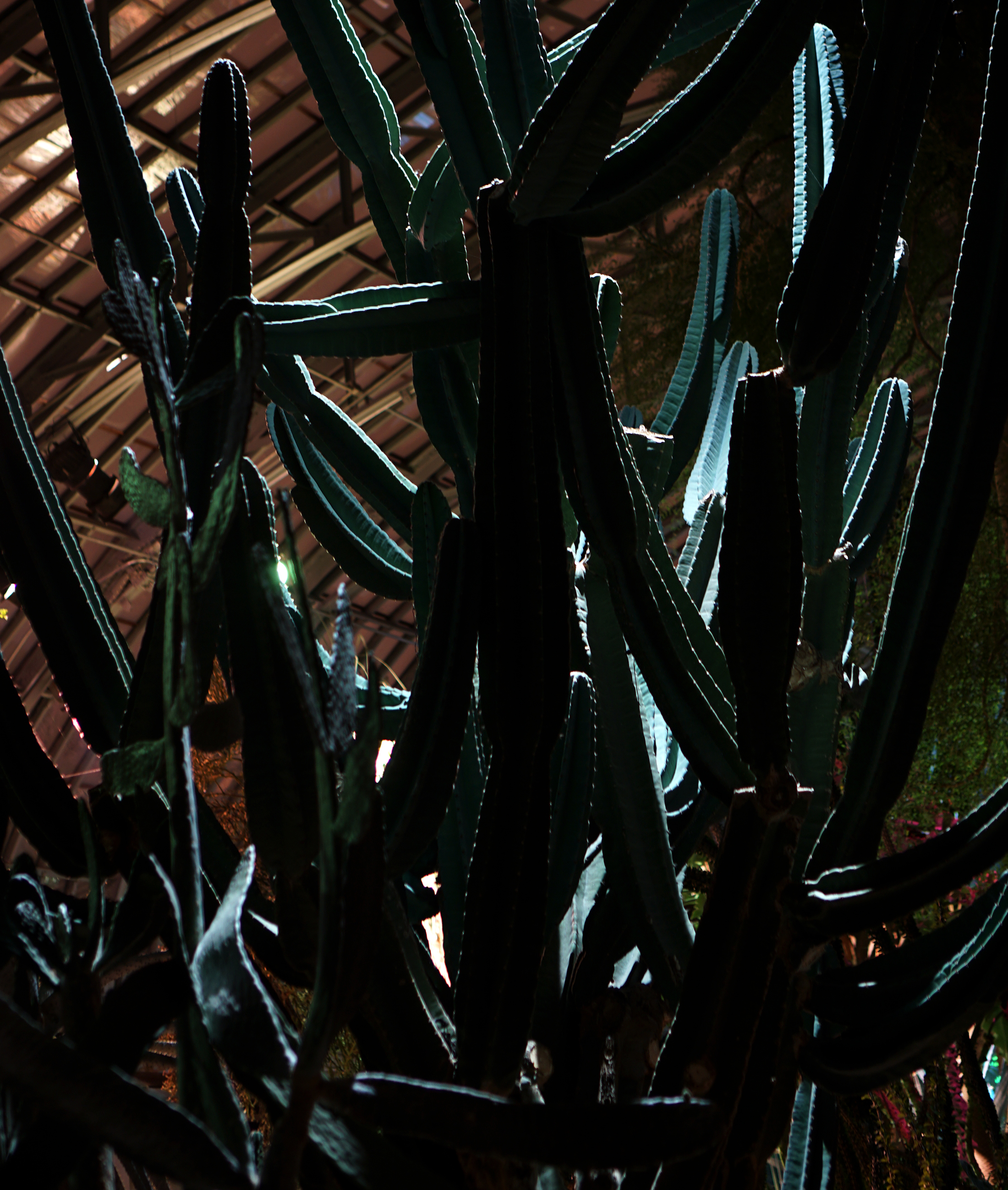 Cactus in the Garfield Park Conservatory at night, Chicago / Darker than Green