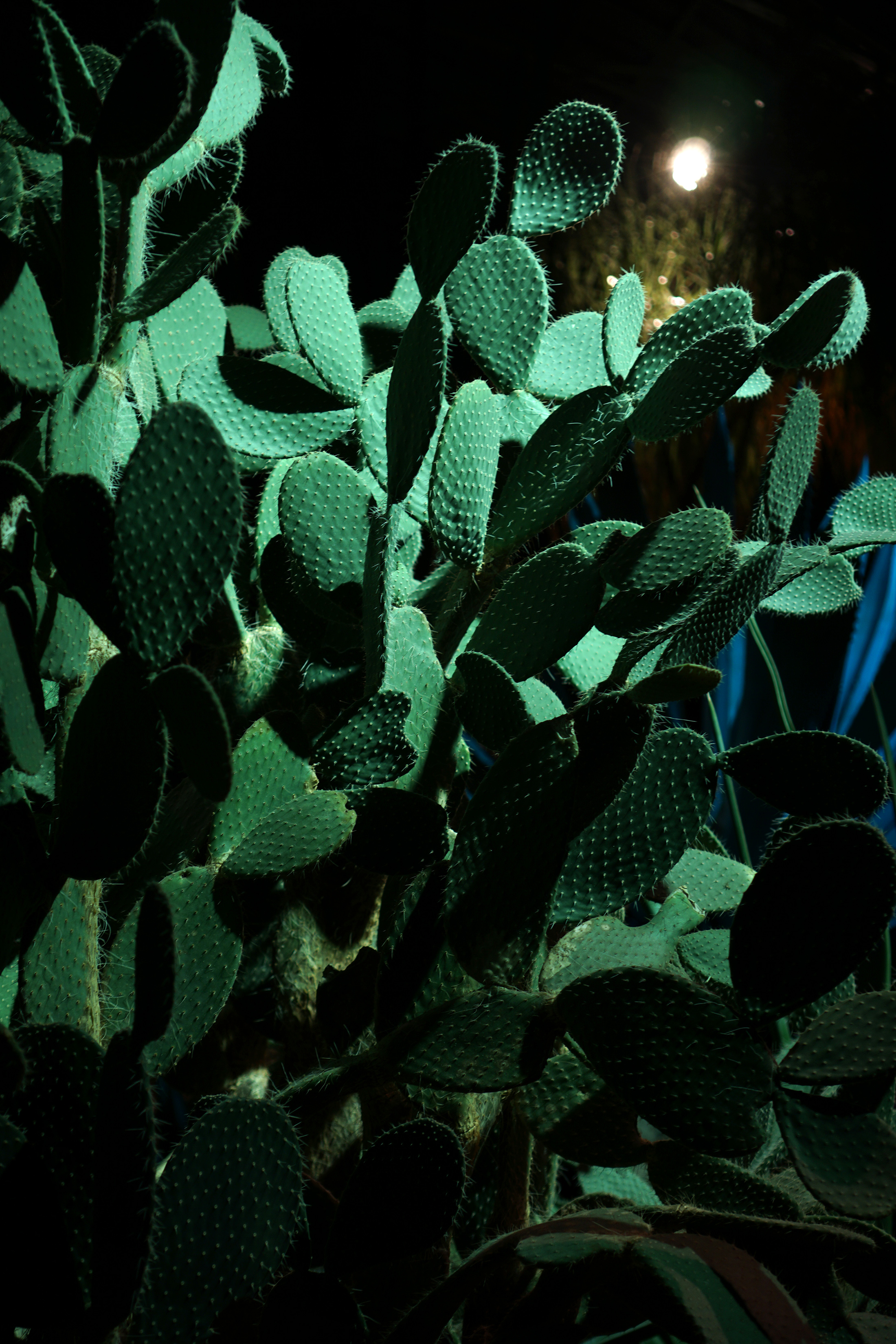 Cactus in the desert room, Garfield Park Conservatory at night, Chicago / Darker than Green