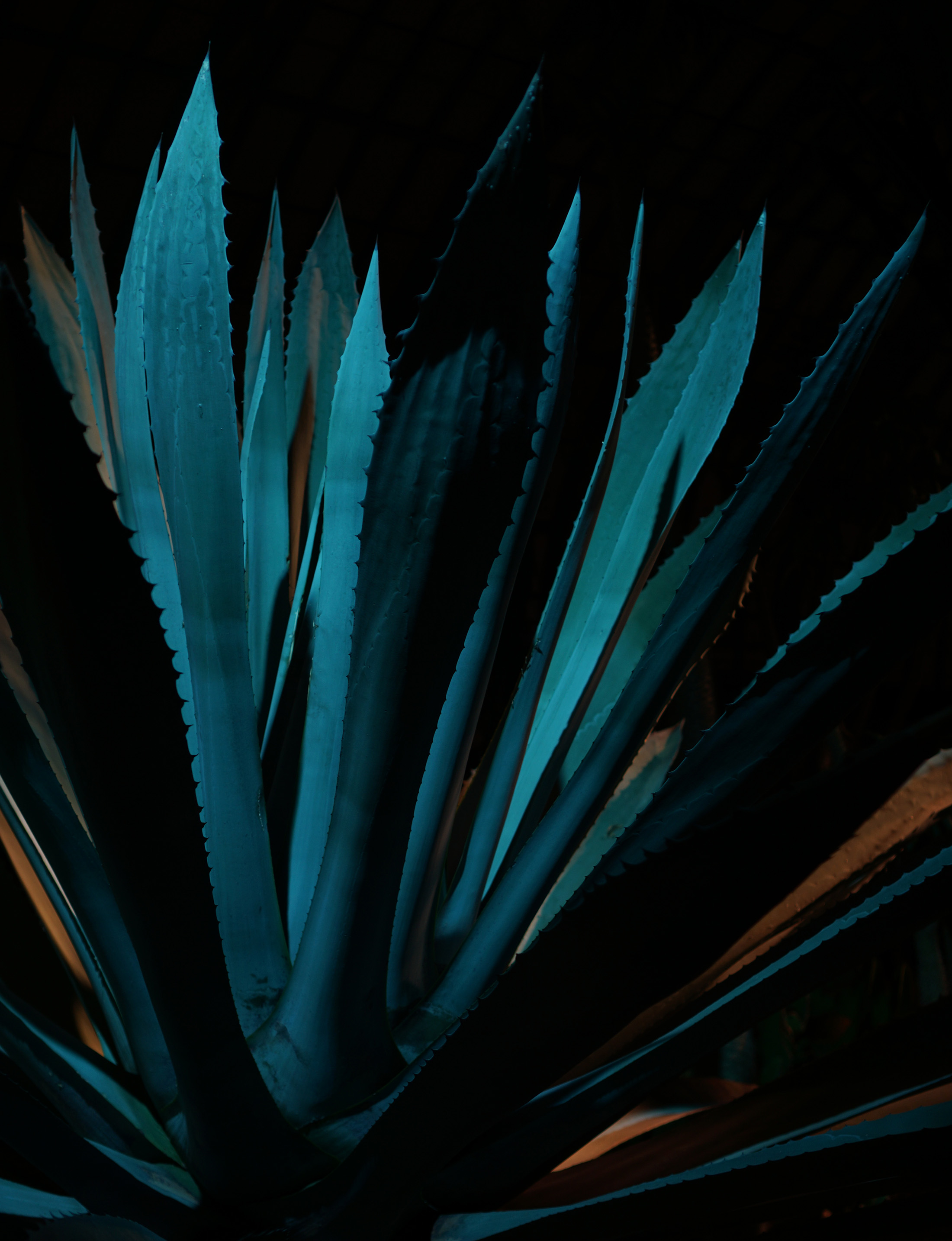 Giant agave plant lit up at night, Garfield Park Conservatory, Chicago IL / Darker than Green