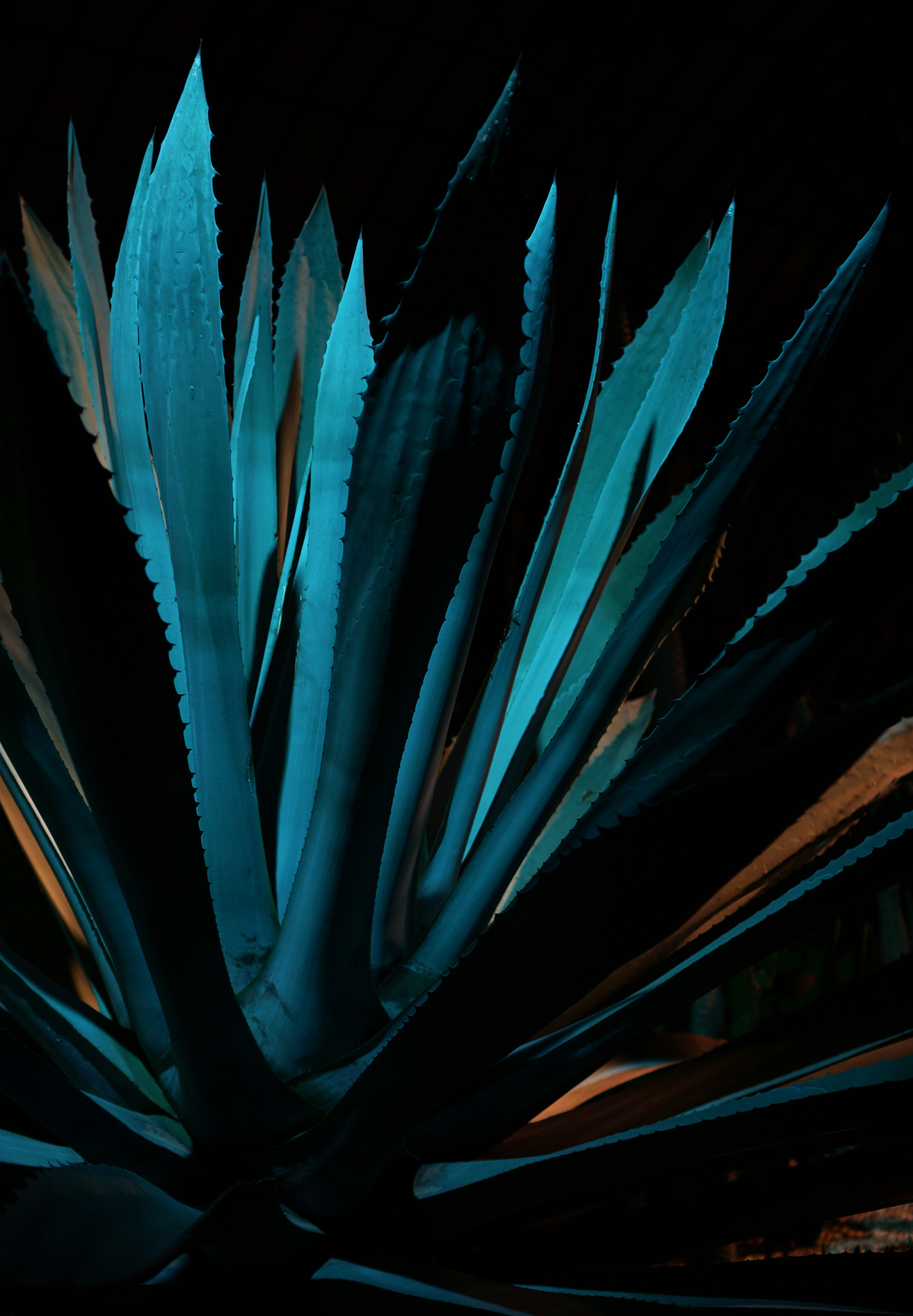 Giant agave, Garfield Park Conservatory at night, Chicago / Darker than Green