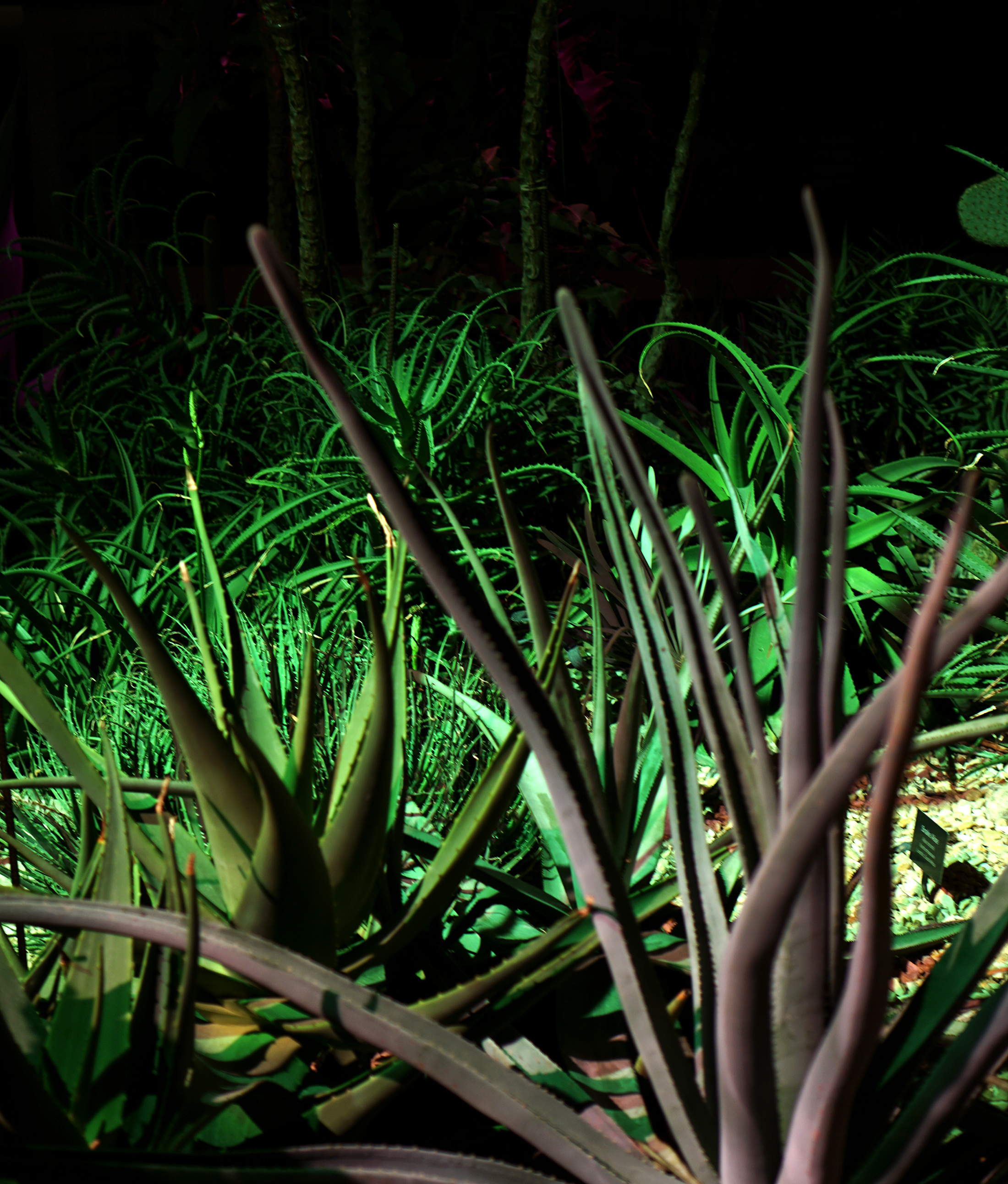 Wild desert plants in the Garfield Park Conservatory at night, Chicago / Darker than Green