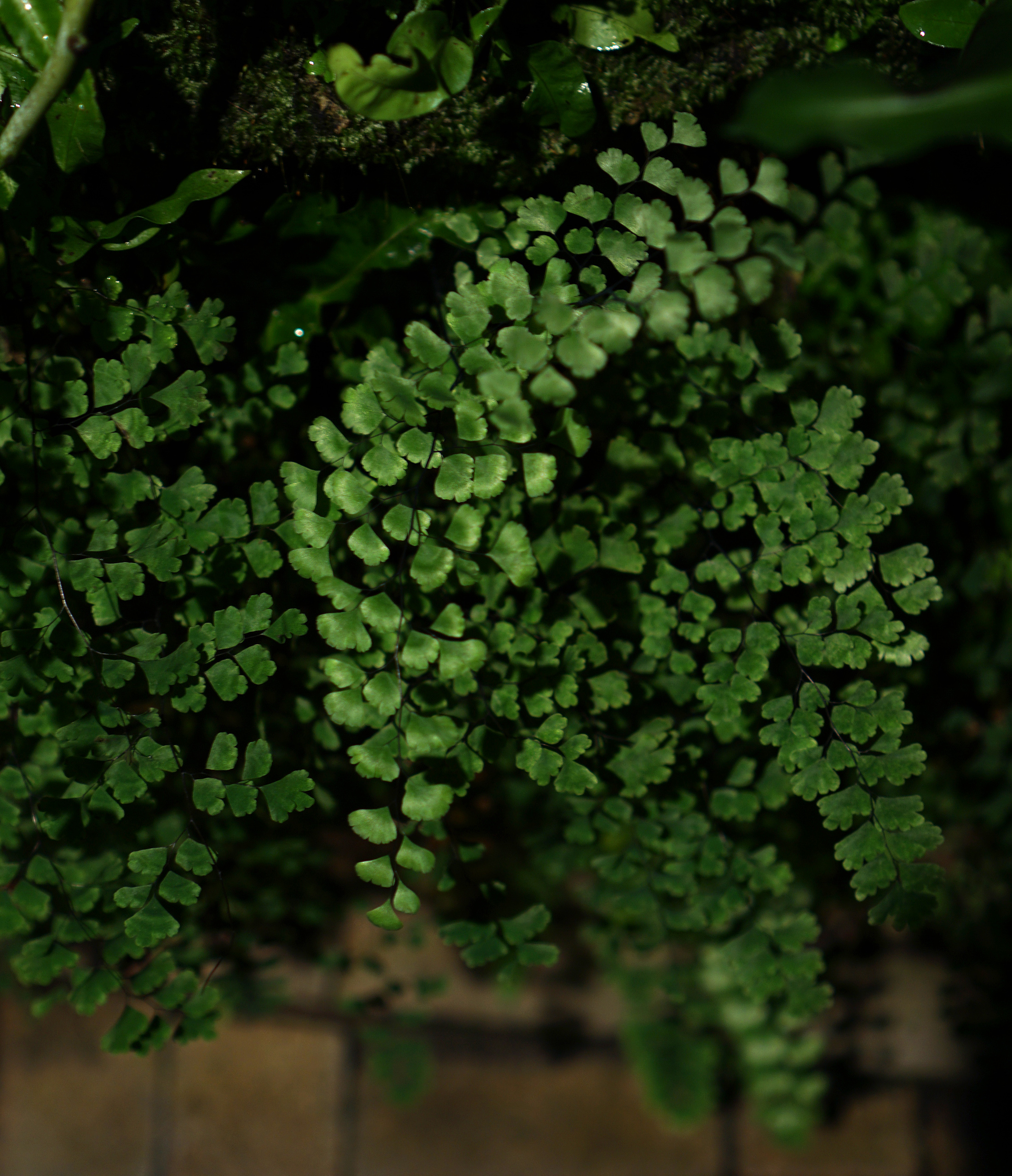 Maidenhair fern, Garfield Park Conservatory at night, Chicago / Darker than Green