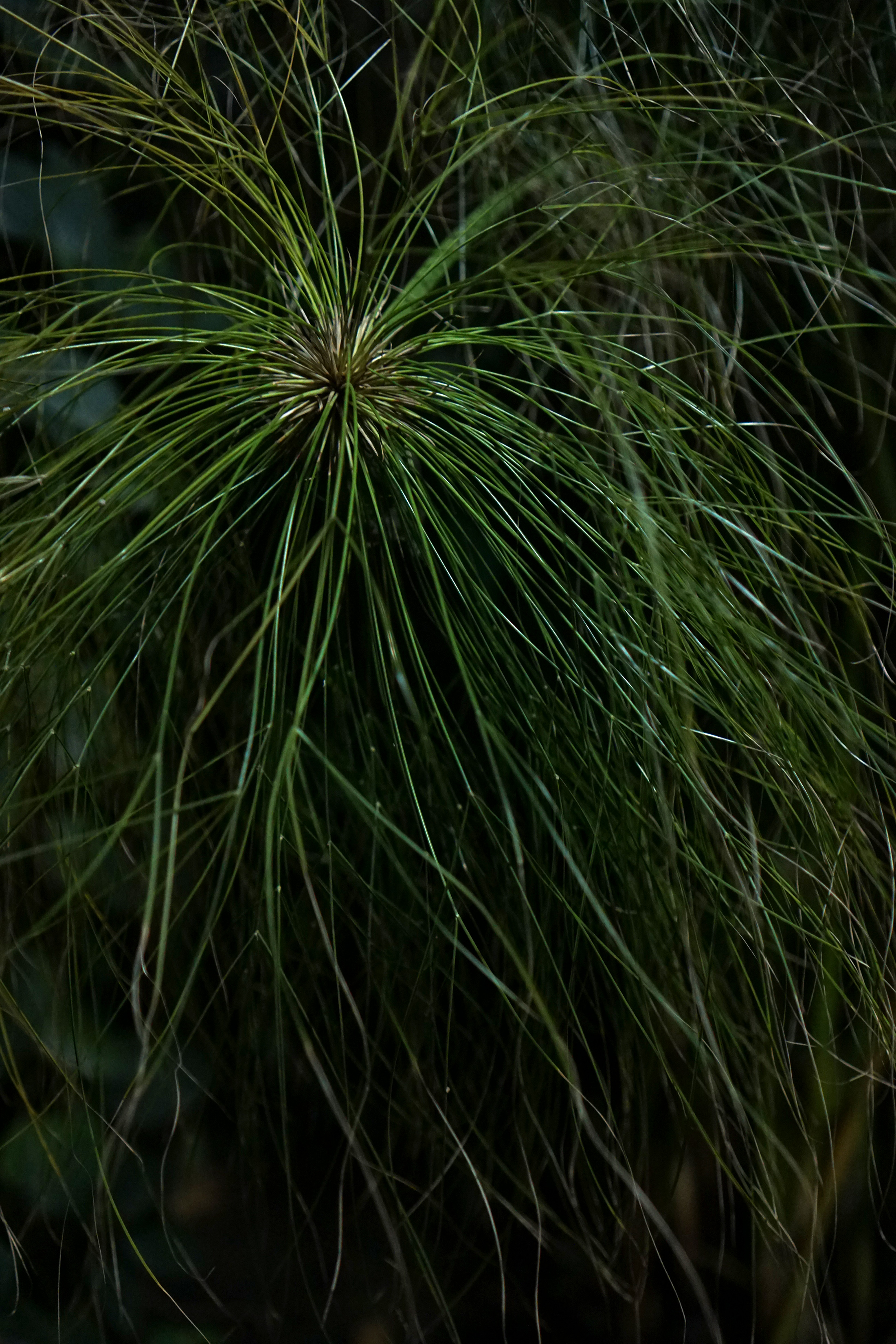 Papyrus, Garfield Park Conservatory at night, Chicago / Darker than Green