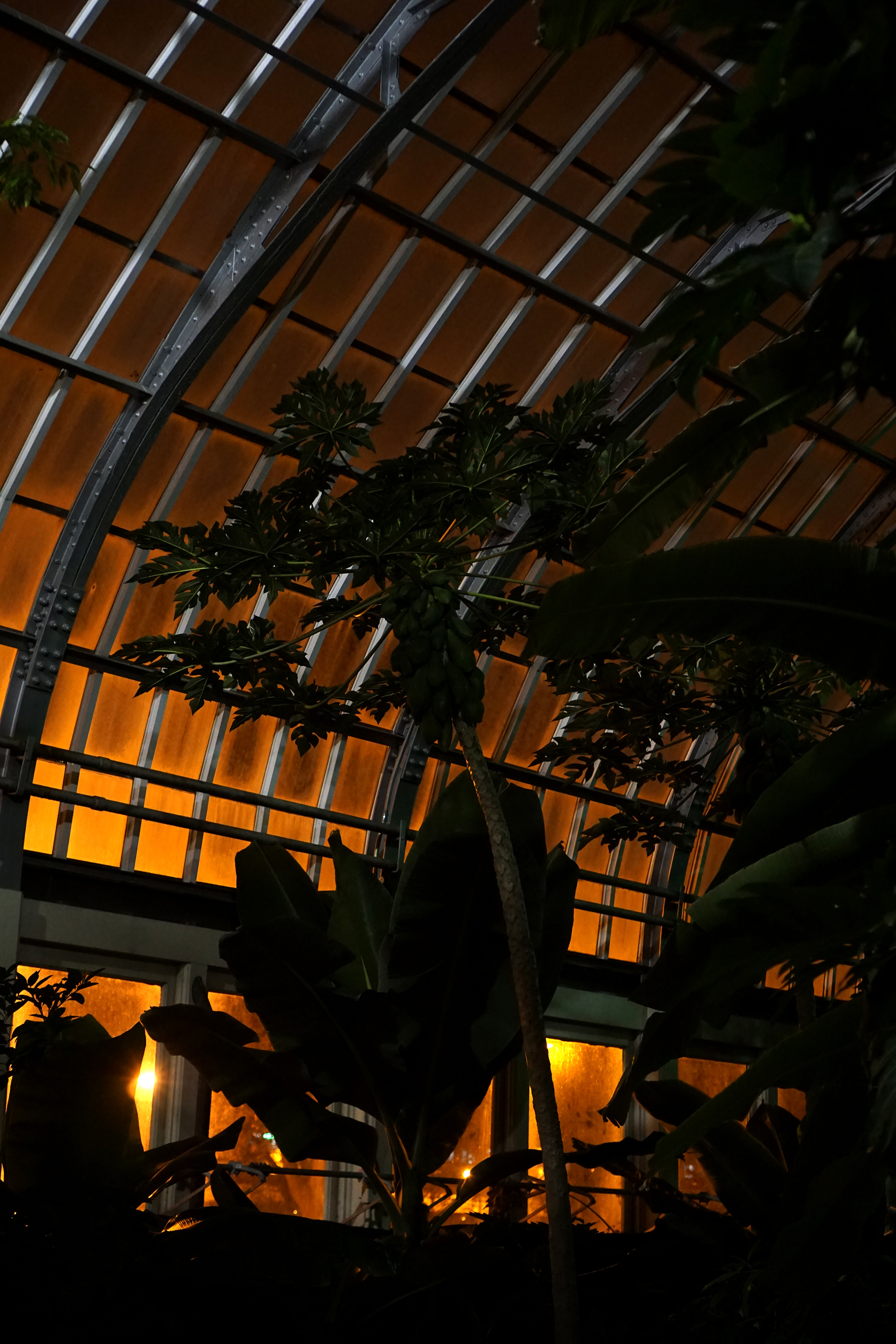 Papaya plant backlit, Garfield Park Conservatory at night, Chicago / Darker than Green