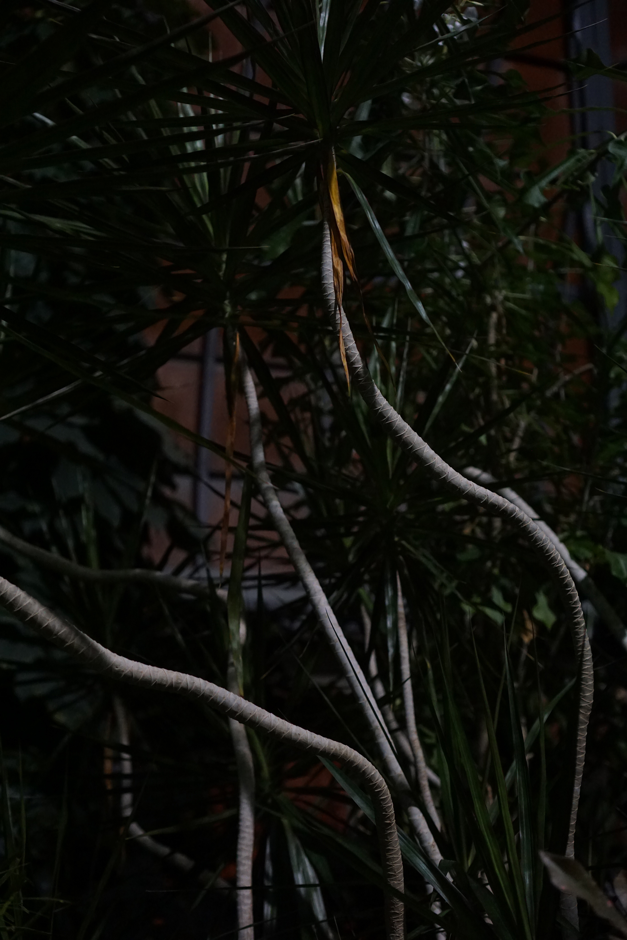 Dracaena branches, Garfield Park Conservatory at night, Chicago / Darker than Green