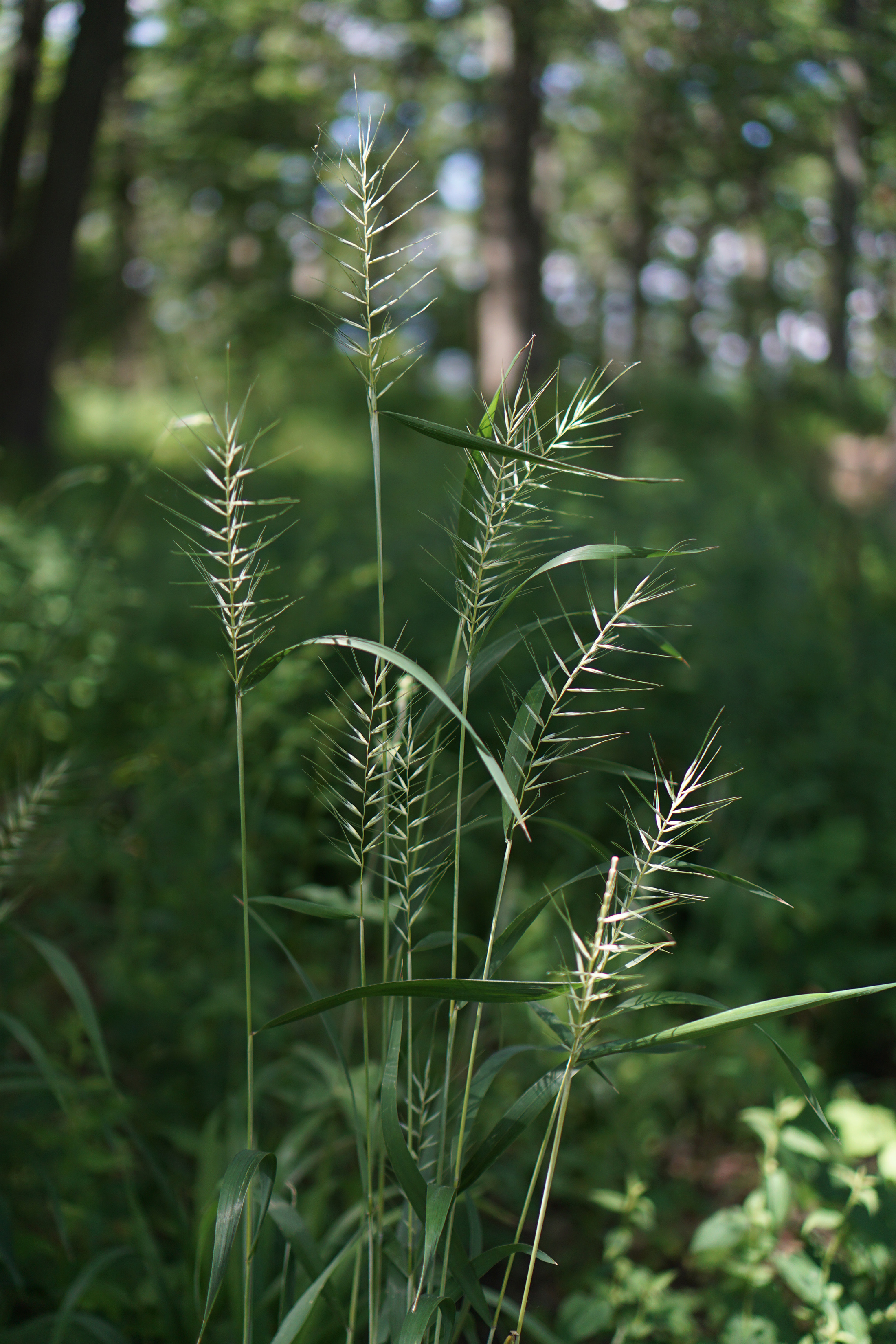 Wild grasses near Cranberry Slough, IL / Darker than Green