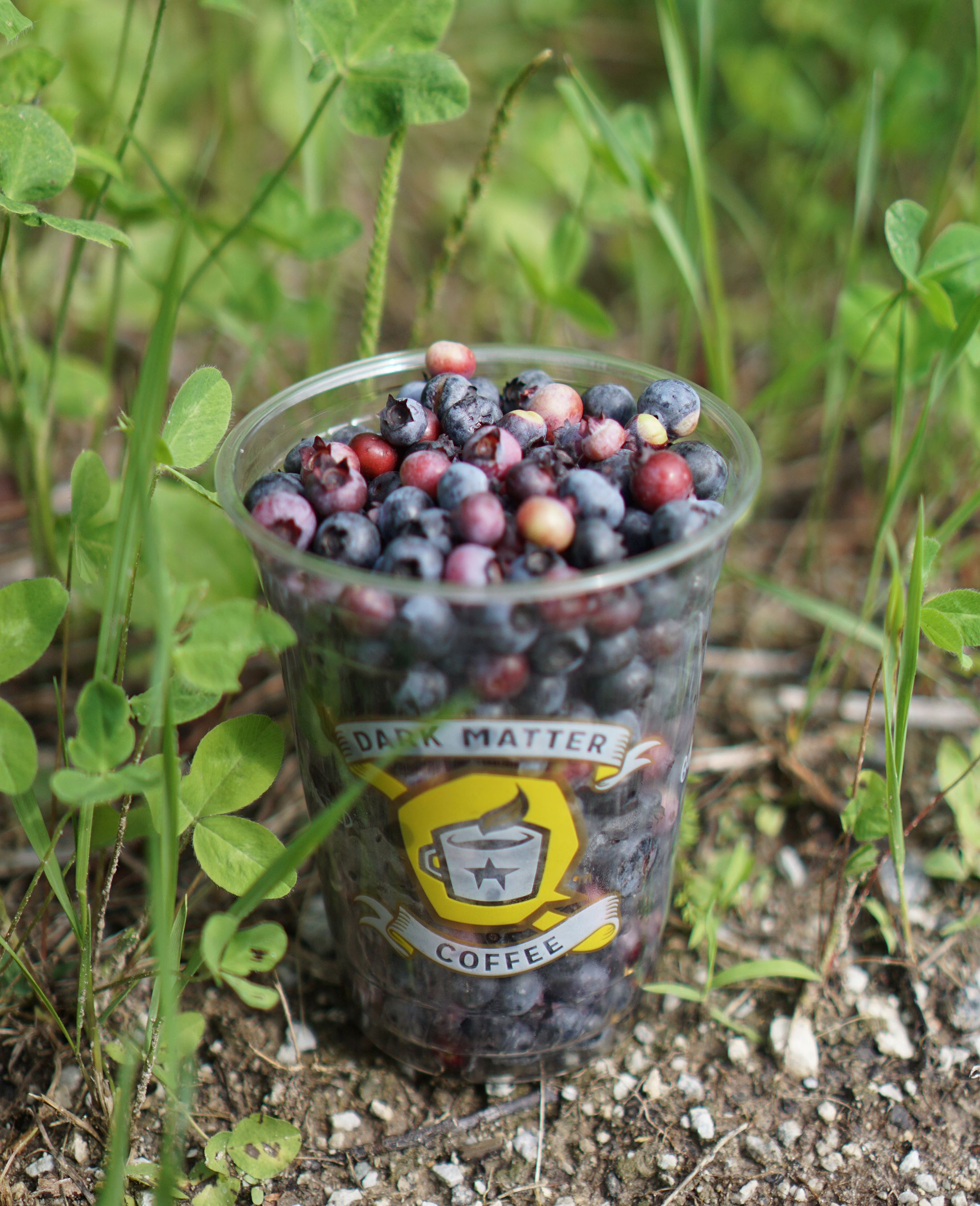 Cup of cranberries I picked in Pembroke Township / Darker than Green