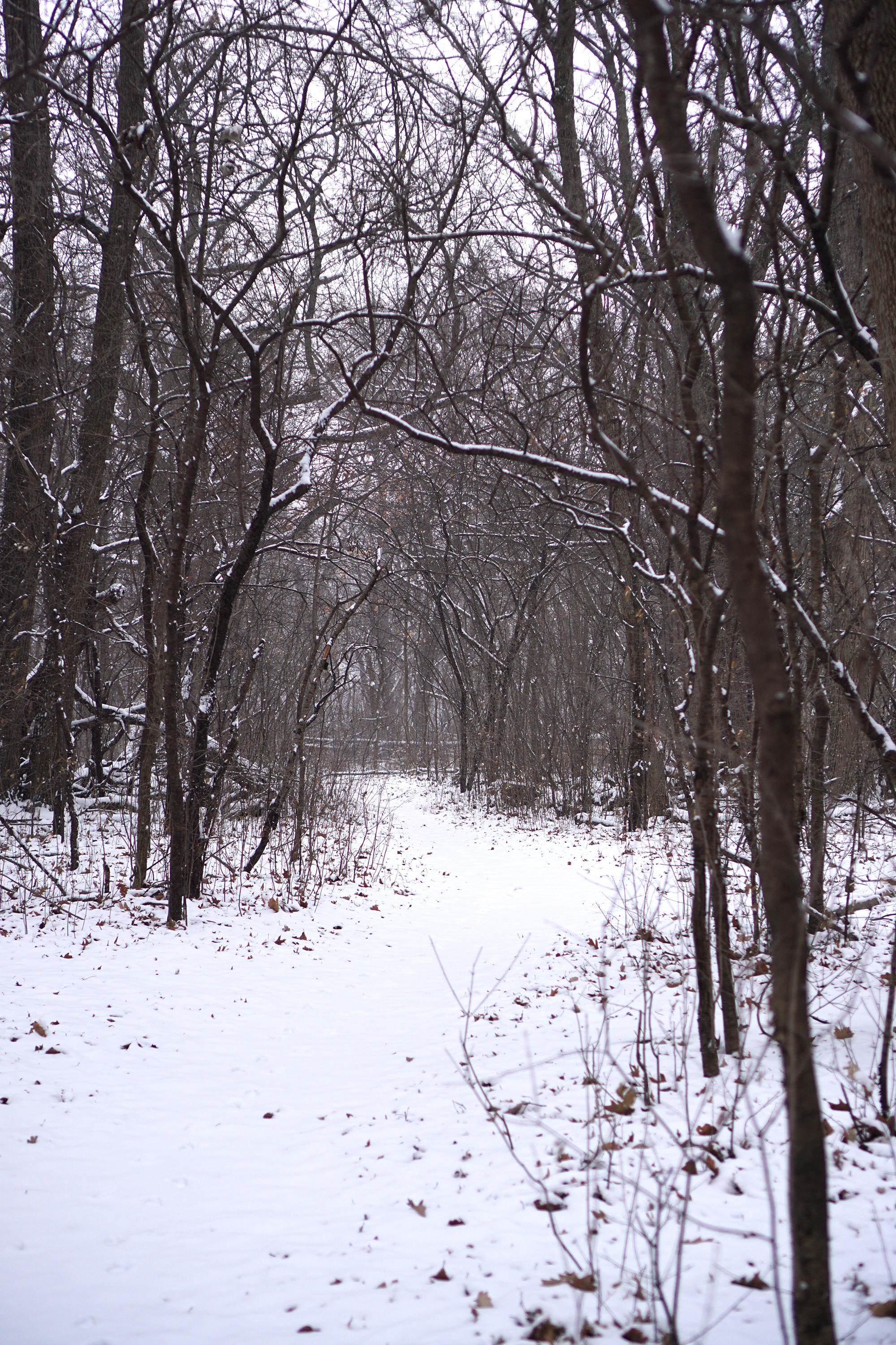 Snowy path in the LaBagh Woods, Chicago IL / Darker than Green