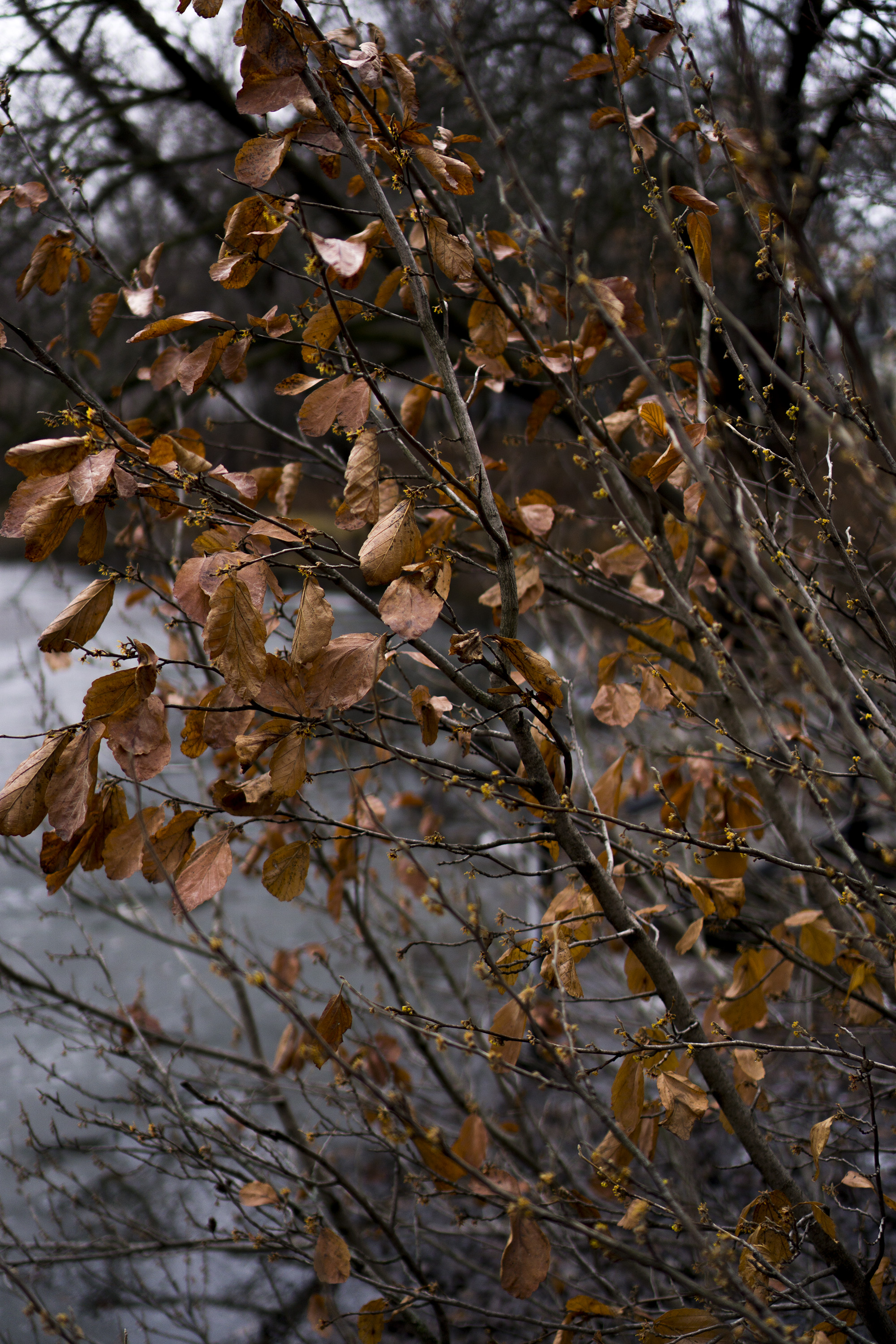 Marcescent tree in Gompers Park, Chicago IL / Darker than Green