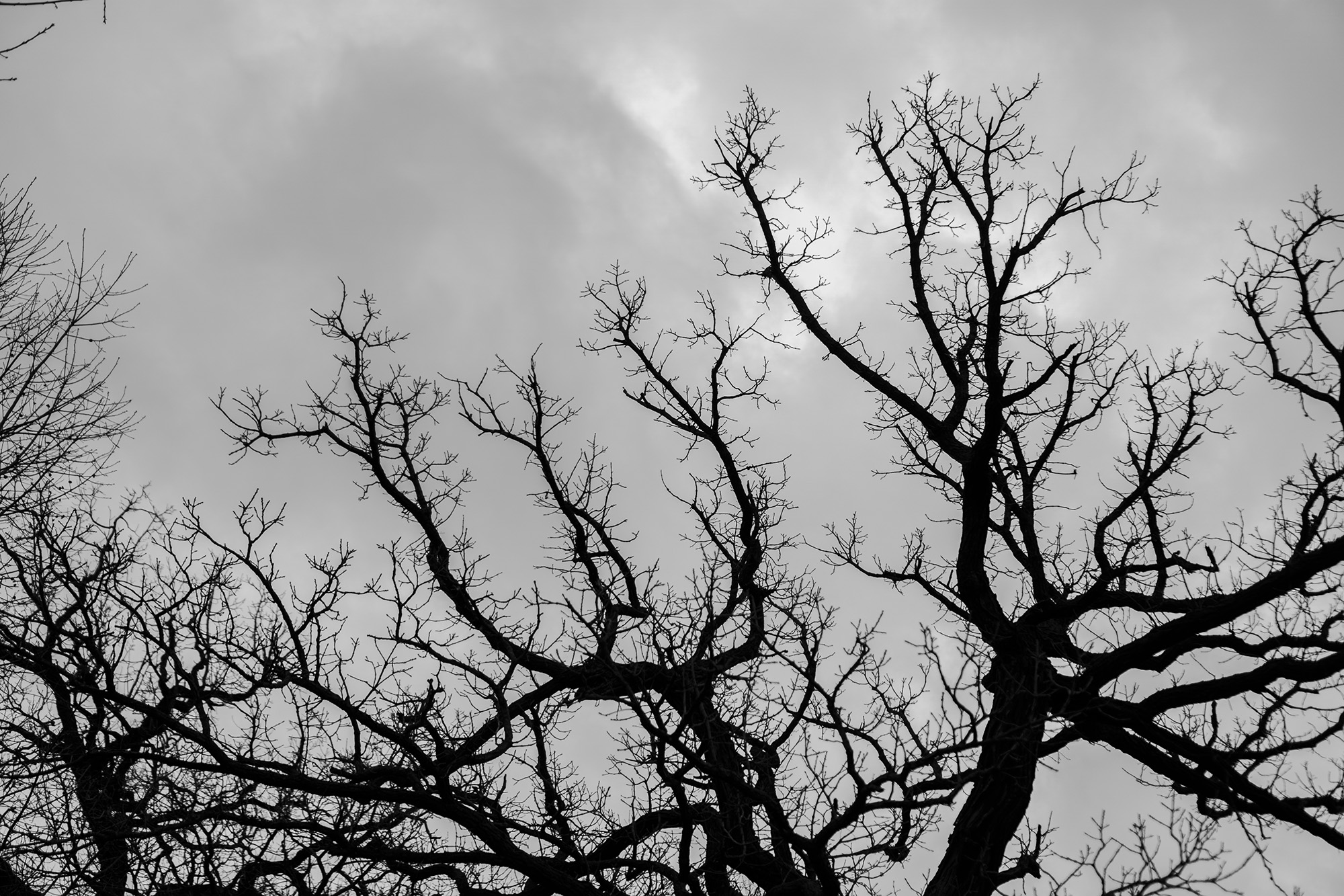 Deciduous tree against the sky in Gompers Park, Chicago IL / Darker than Green