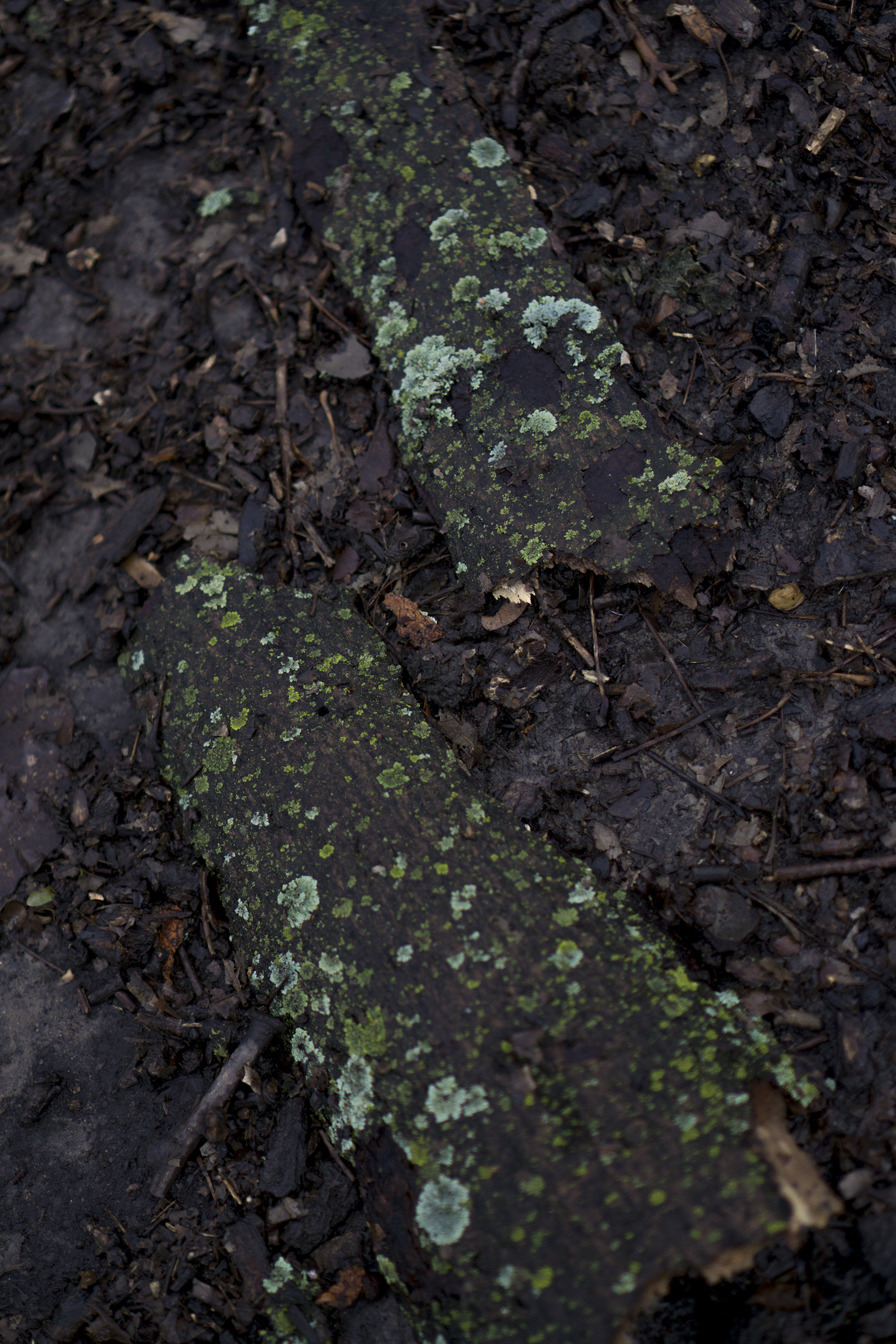 Moss growing on bark in Gompers Park, Chicago IL / Darker than Green