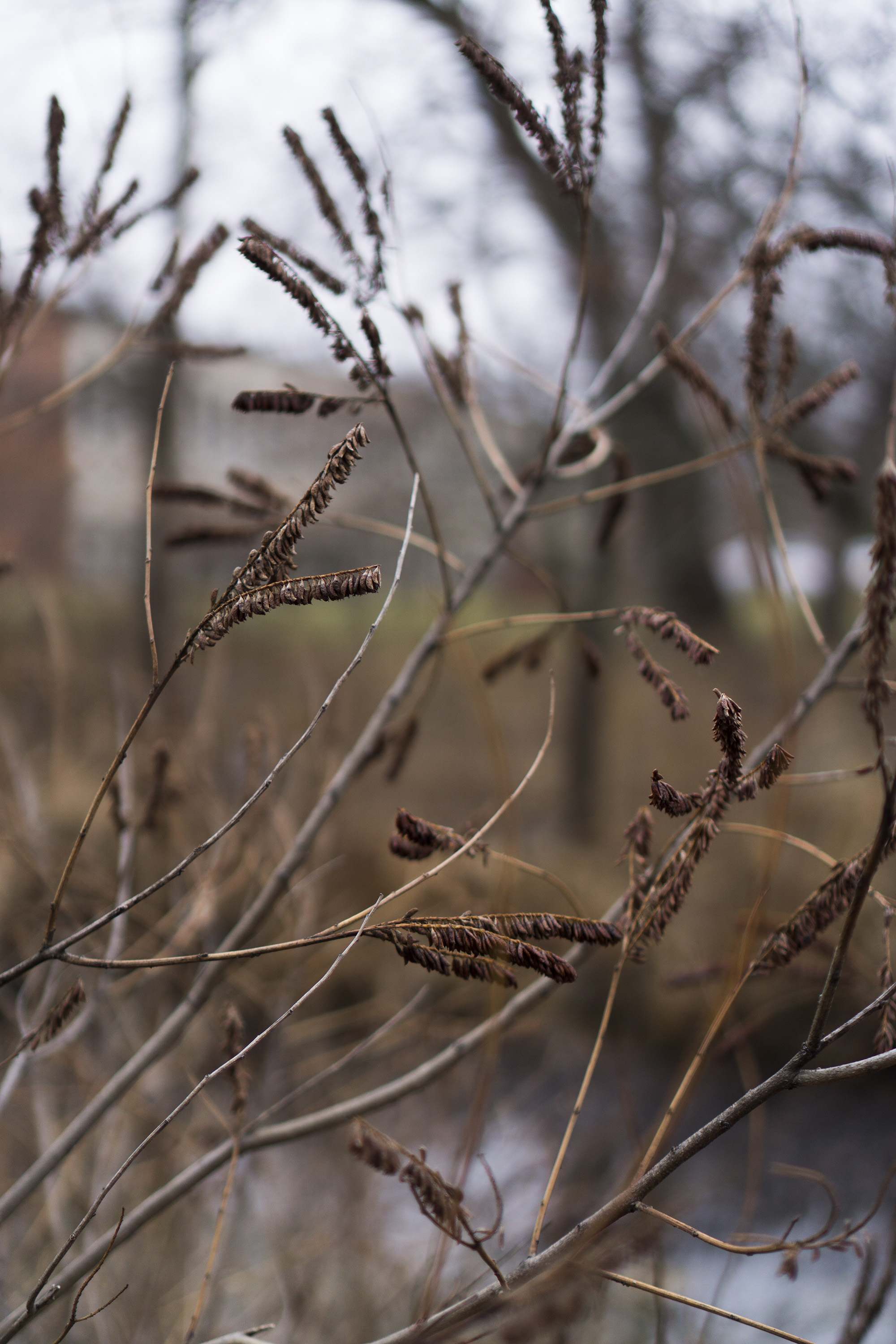Catkins in Gompers Park, Chicago IL / Darker than Green