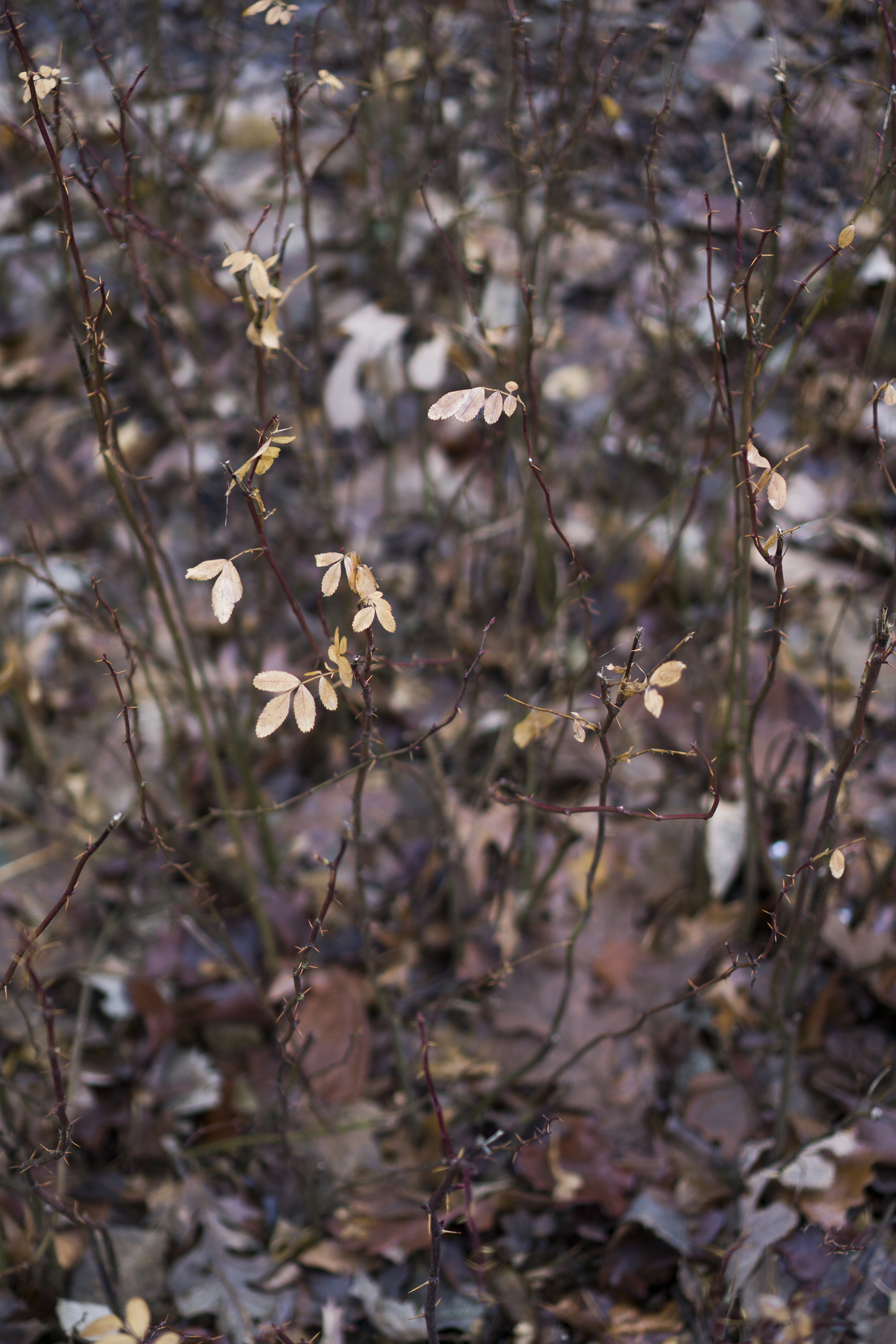 Gompers Park, Chicago IL / Darker than Green