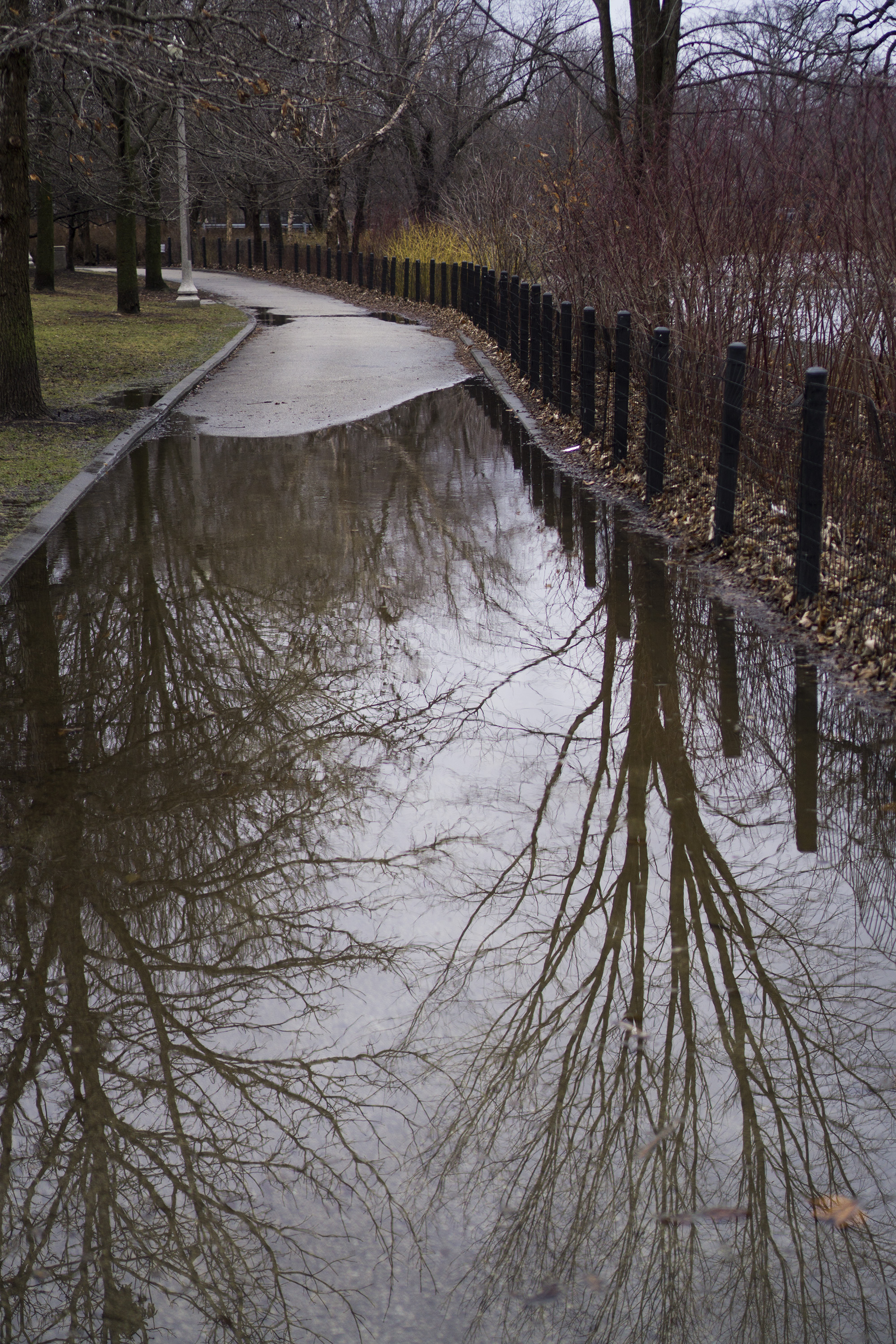 Tree reflections in Gompers Park, Chicago IL / Darker than Green
