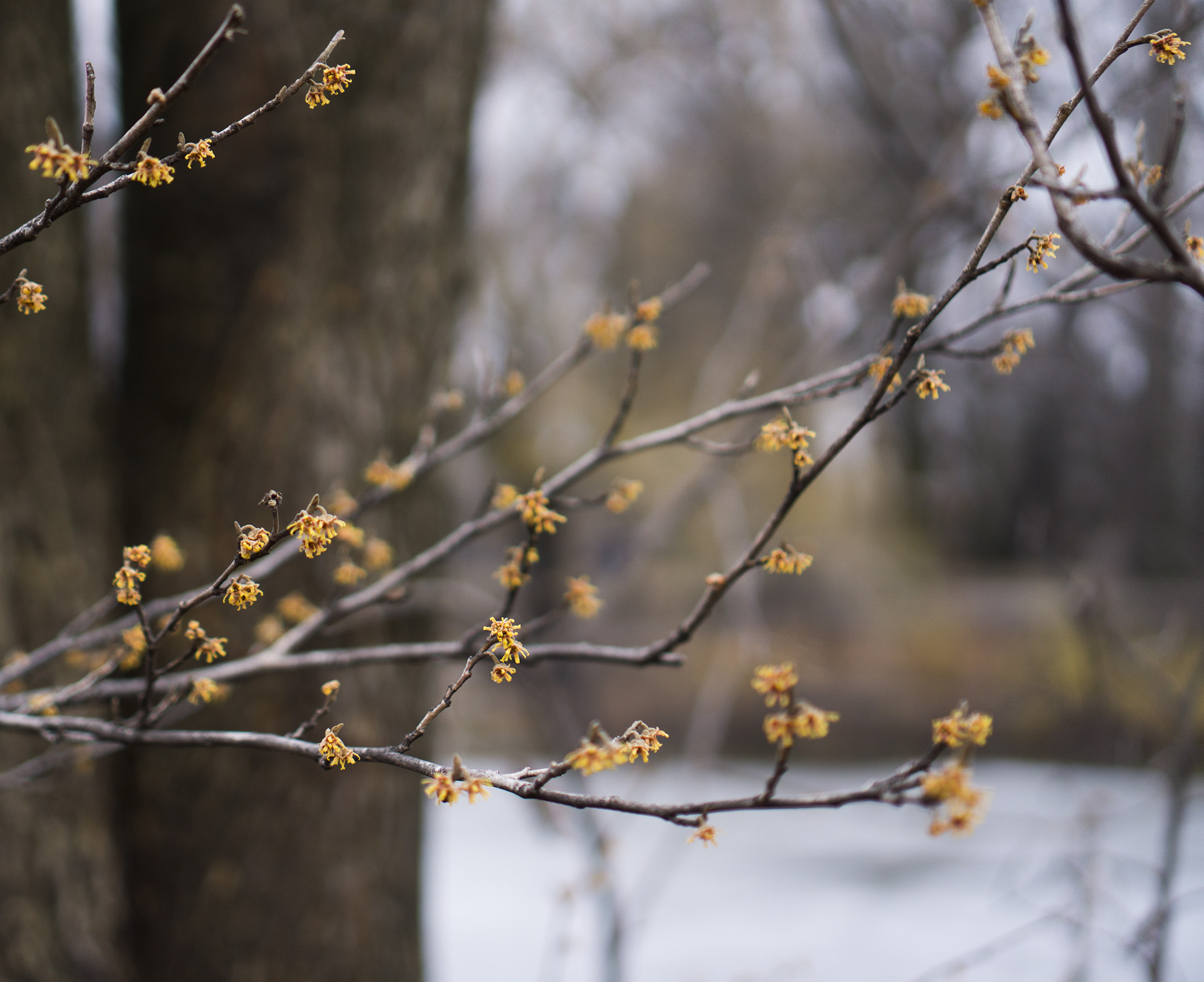 Witch Hazel in Gompers Park, Chicago IL / Darker than Green