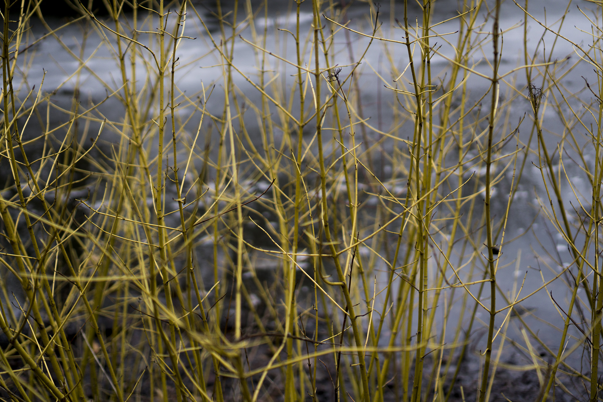 Yellow twig dogwood in Gompers Park, Chicago IL / Darker than Green