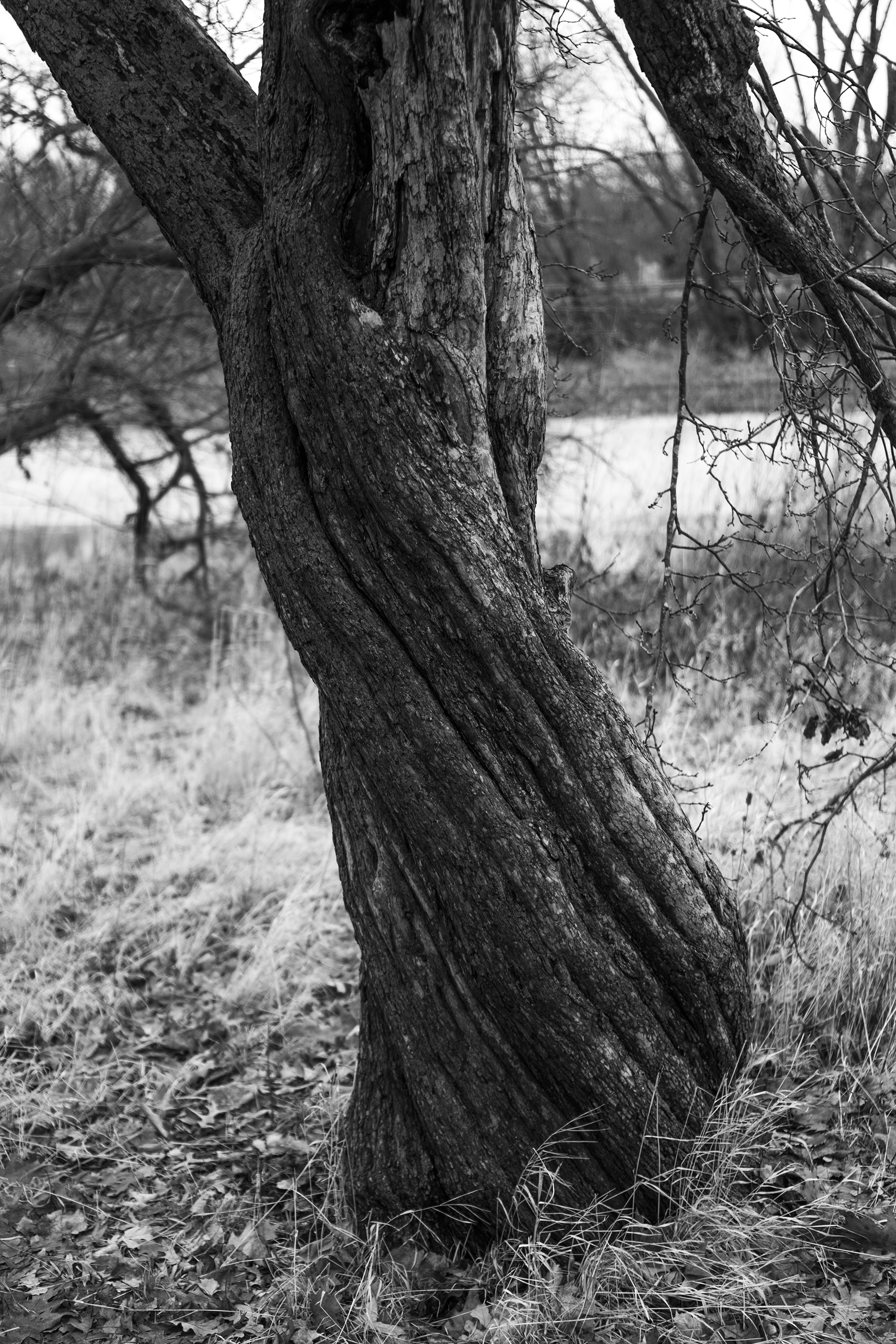 Twisted tree trunk in Gompers Park, Chicago IL / Darker than Green