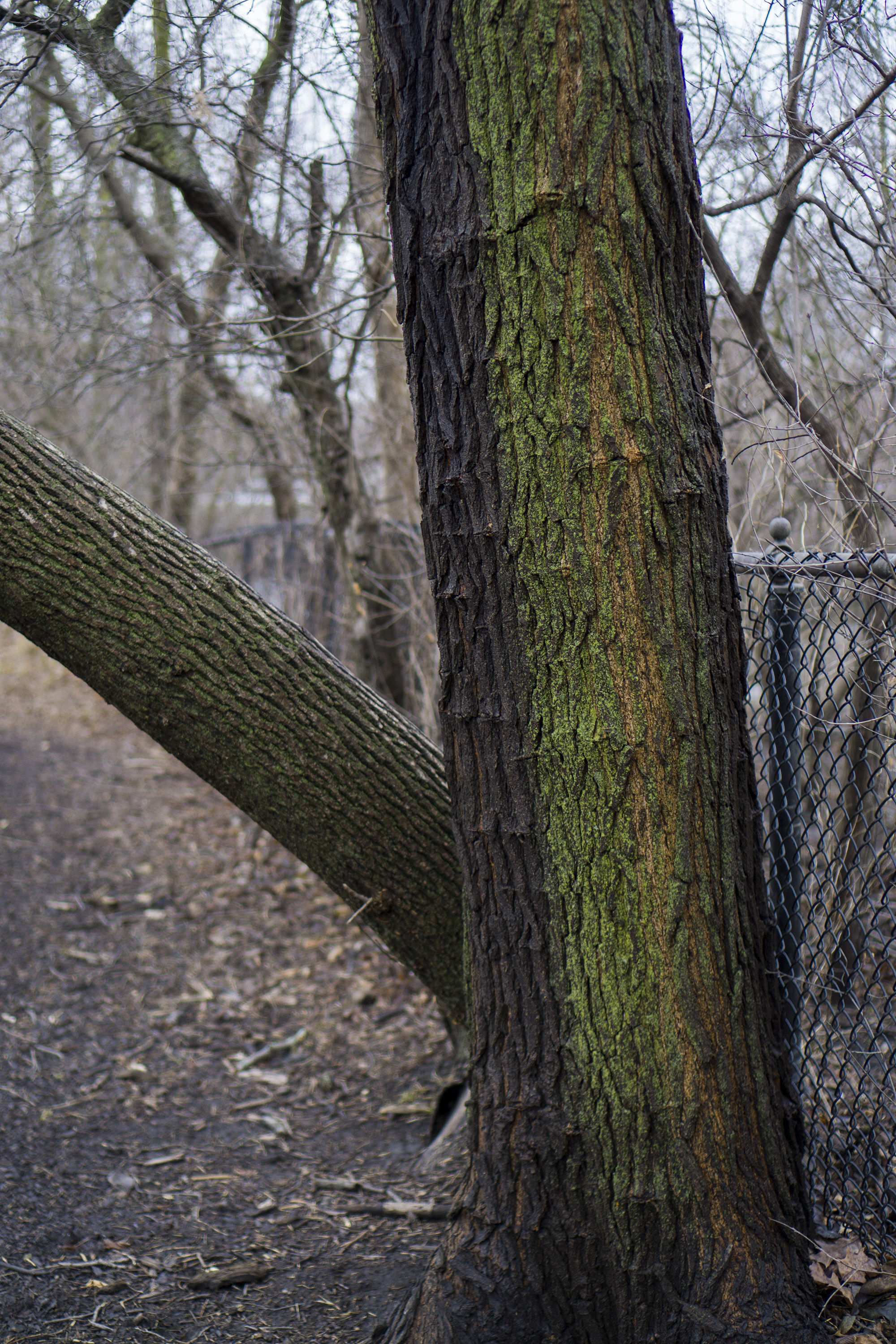Mossy tree trunks against a fence in Gompers Park, Chicago IL / Darker than Green