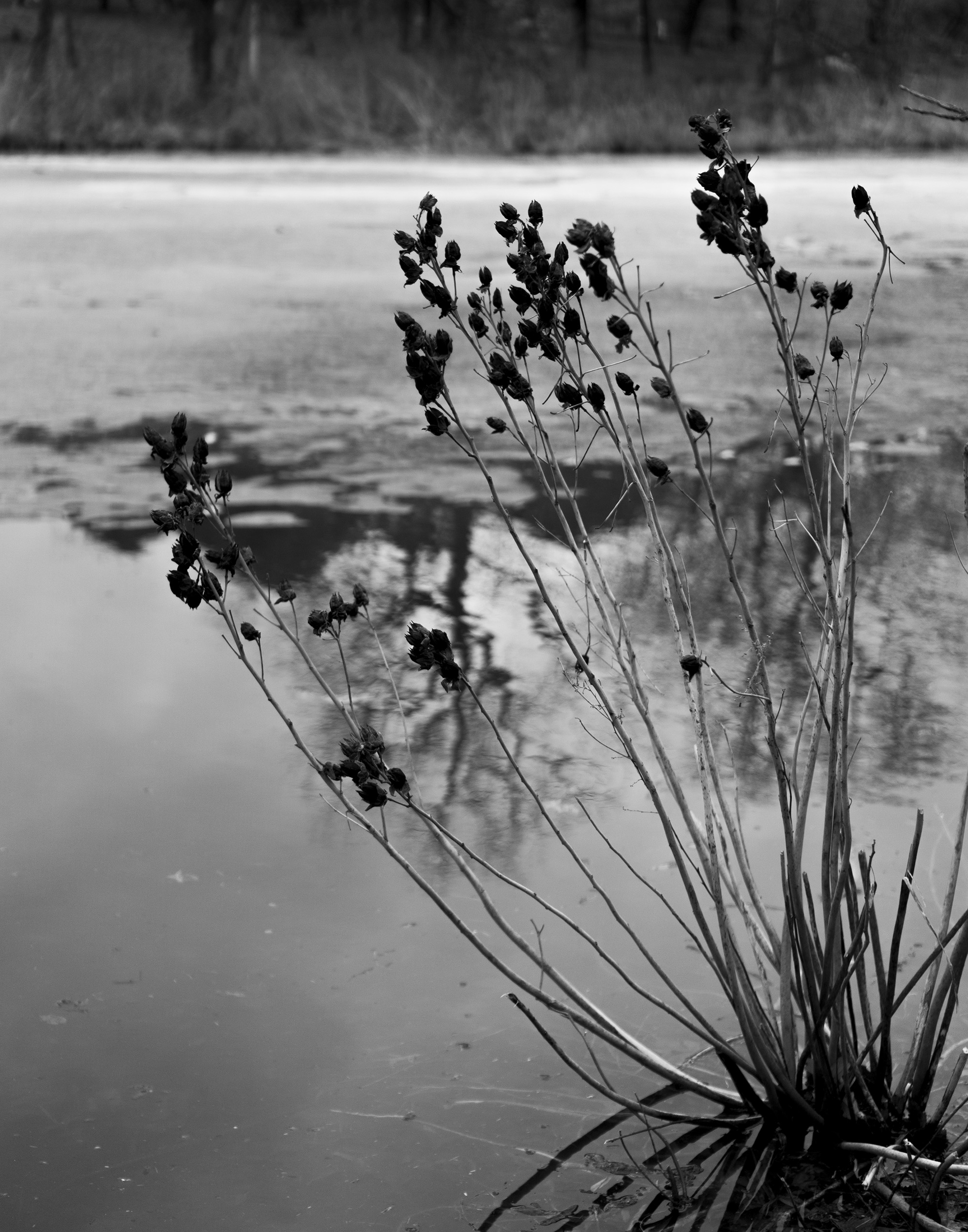 The pond in Gompers Park, Chicago IL / Darker than Green