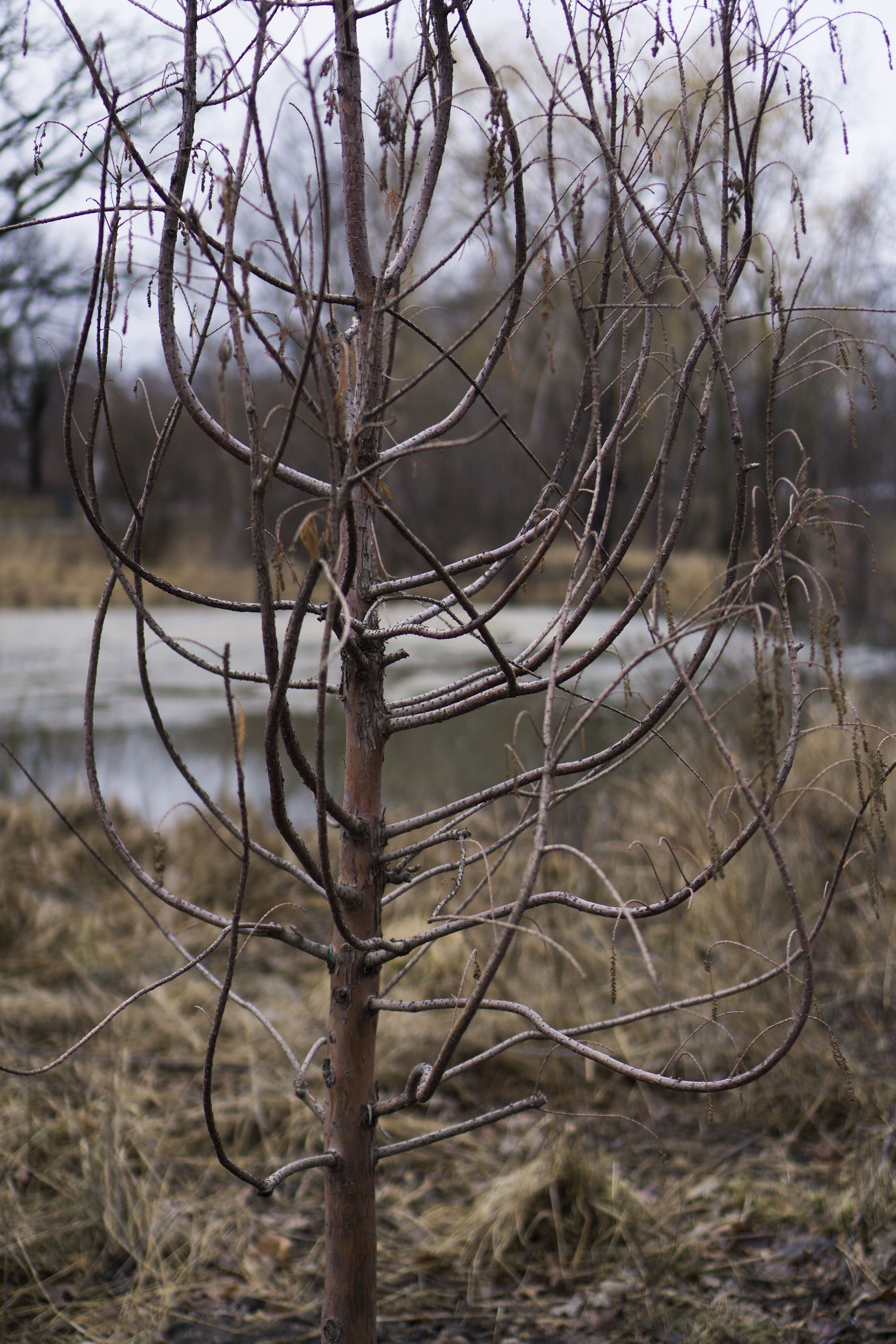 Winter tree in Gompers Park, Chicago IL / Darker than Green