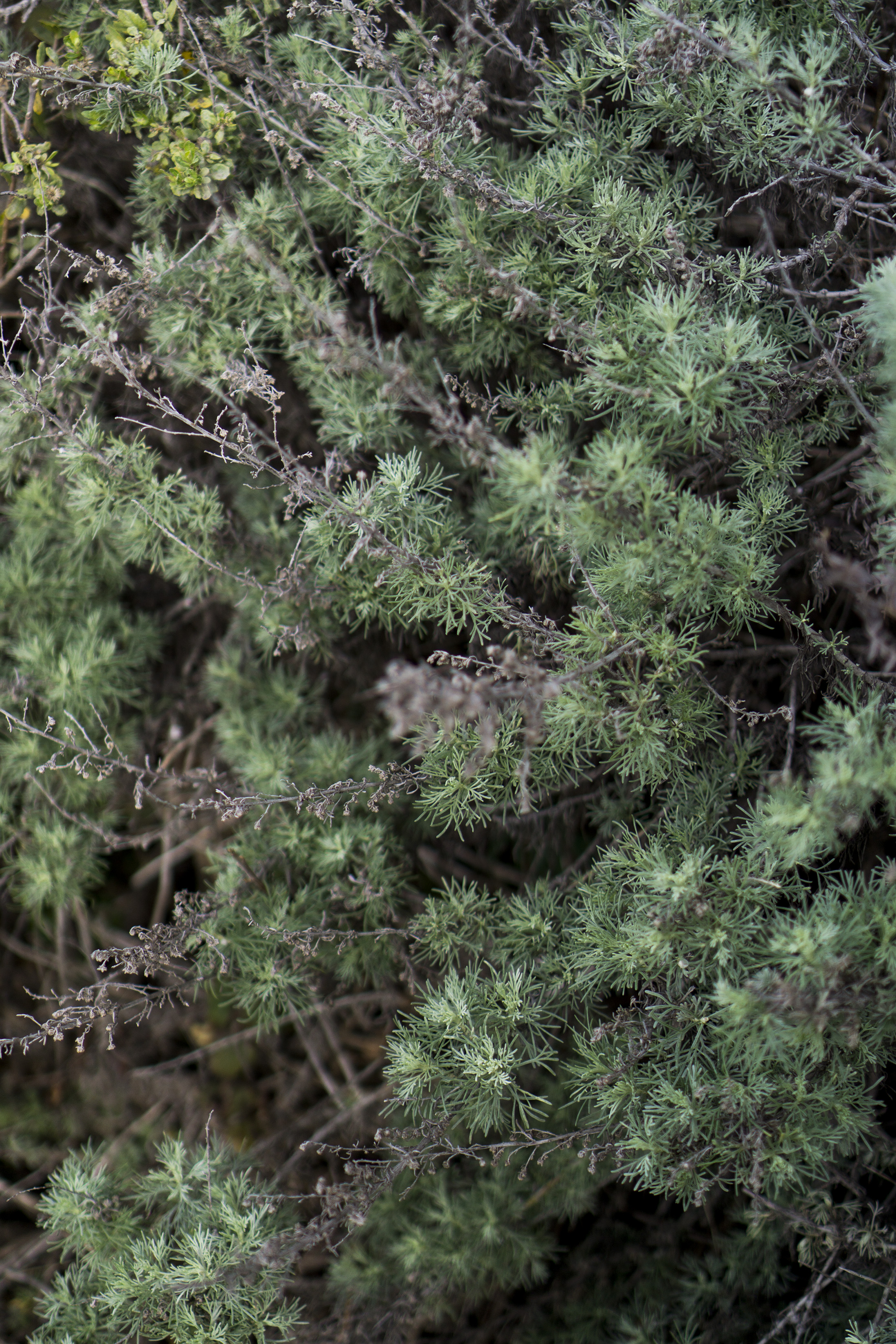 Flora along the Tennessee Valley Trail, Marin Headlands, Golden Gate National Recreation Area / Darker than Green