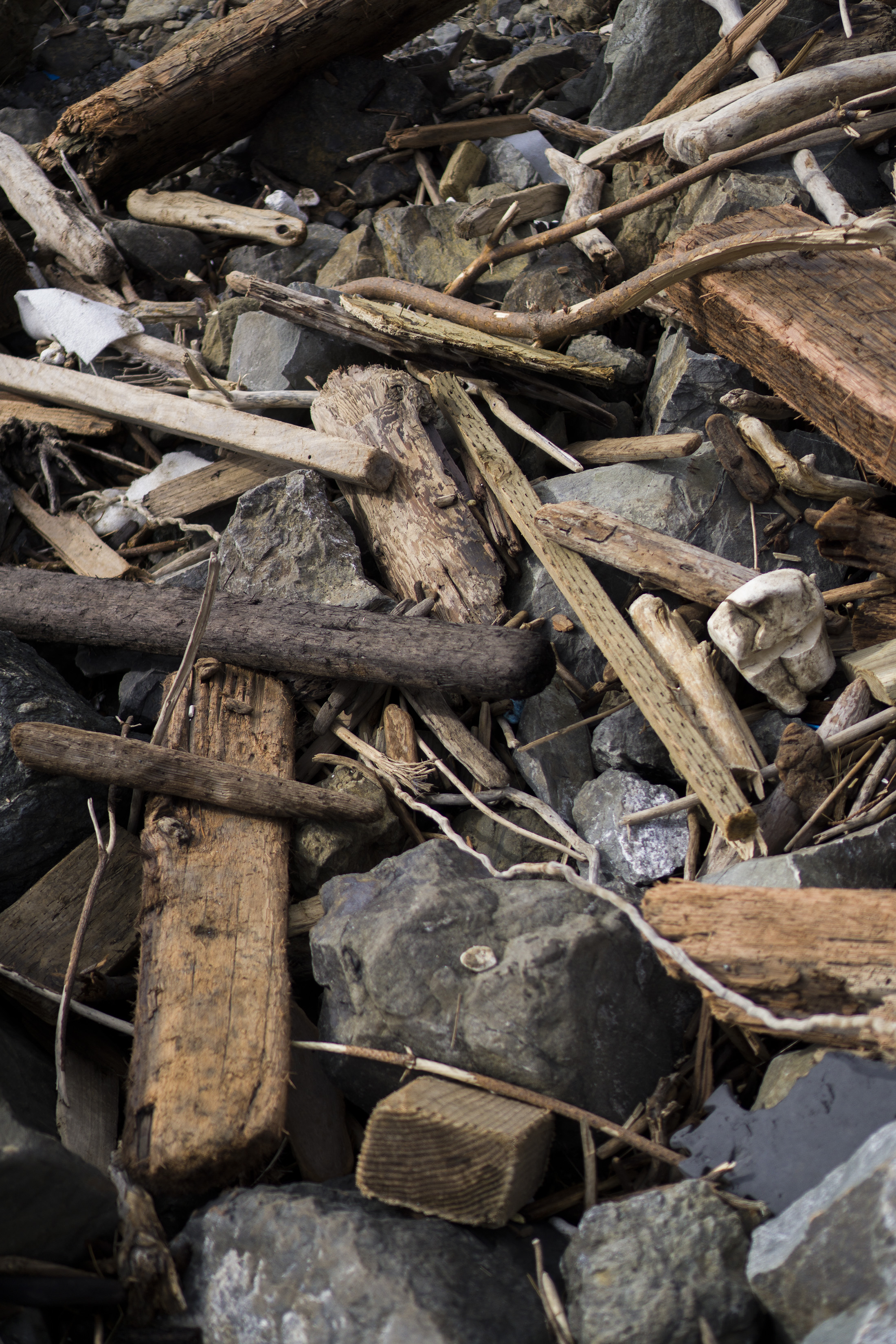 Detritus at Pirates Cove, Marin Headlands, Golden Gate National Recreation Area / Darker than Green