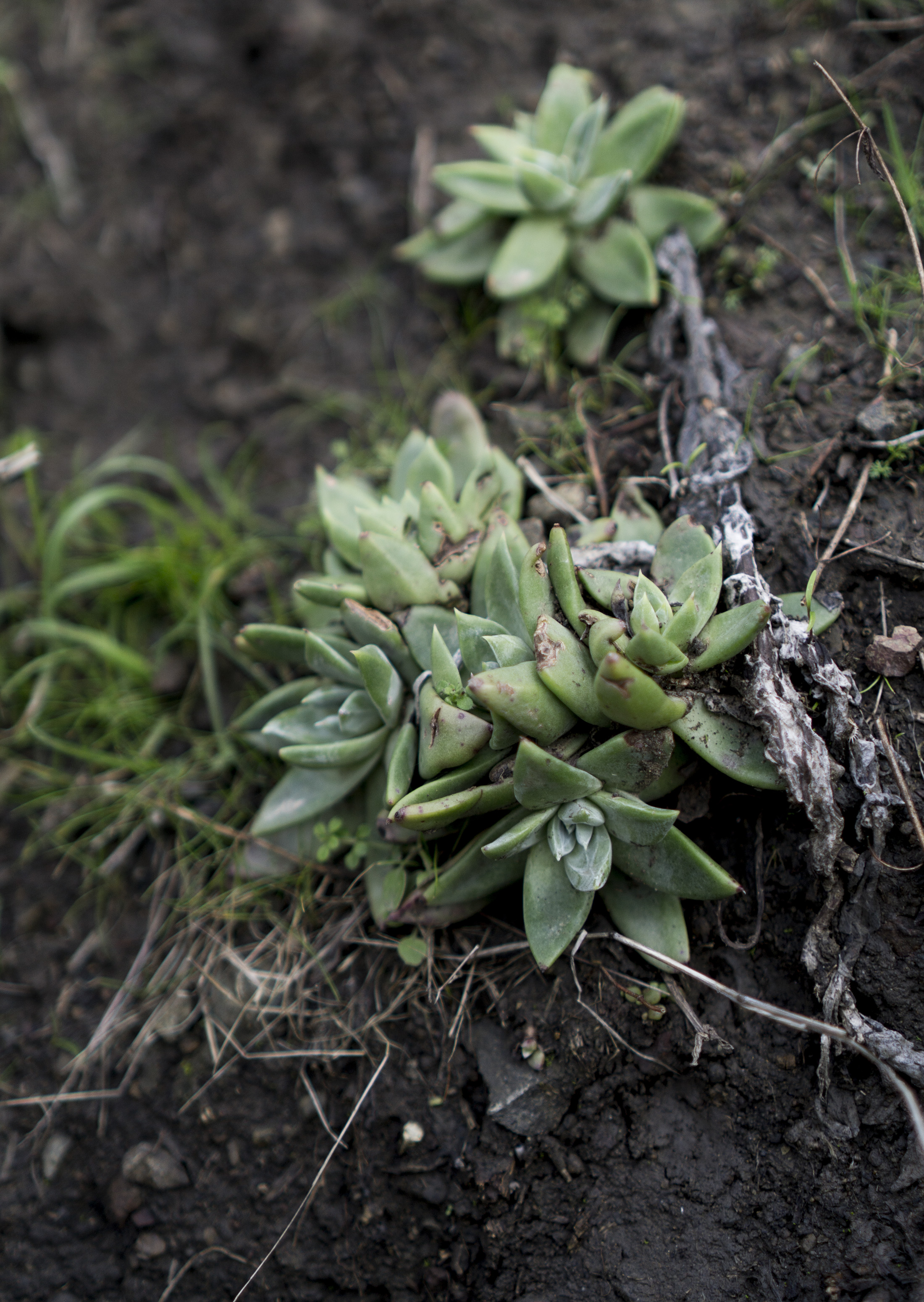 Dudleya succulents at Pirates Cove, Marin Headlands, Golden Gate National Recreation Area / Darker than Green