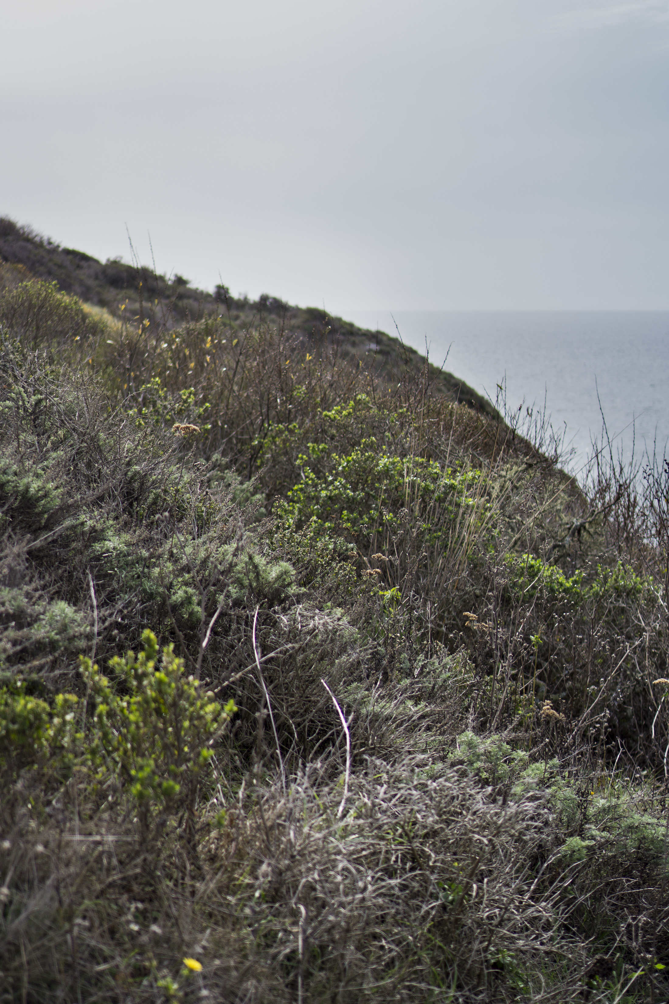 Scrubby brush along Tennessee Valley Trail, Marin Headlands, Golden Gate National Recreation Area / Darker than Green