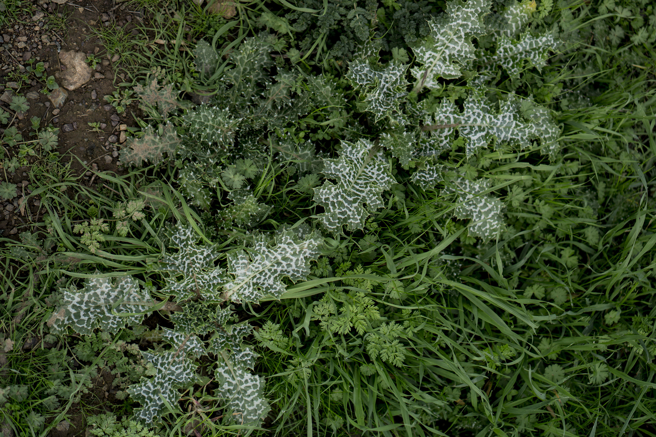 Wild weeds along Tennessee Valley Trail, Marin Headlands, Golden Gate National Recreation Area / Darker than Green