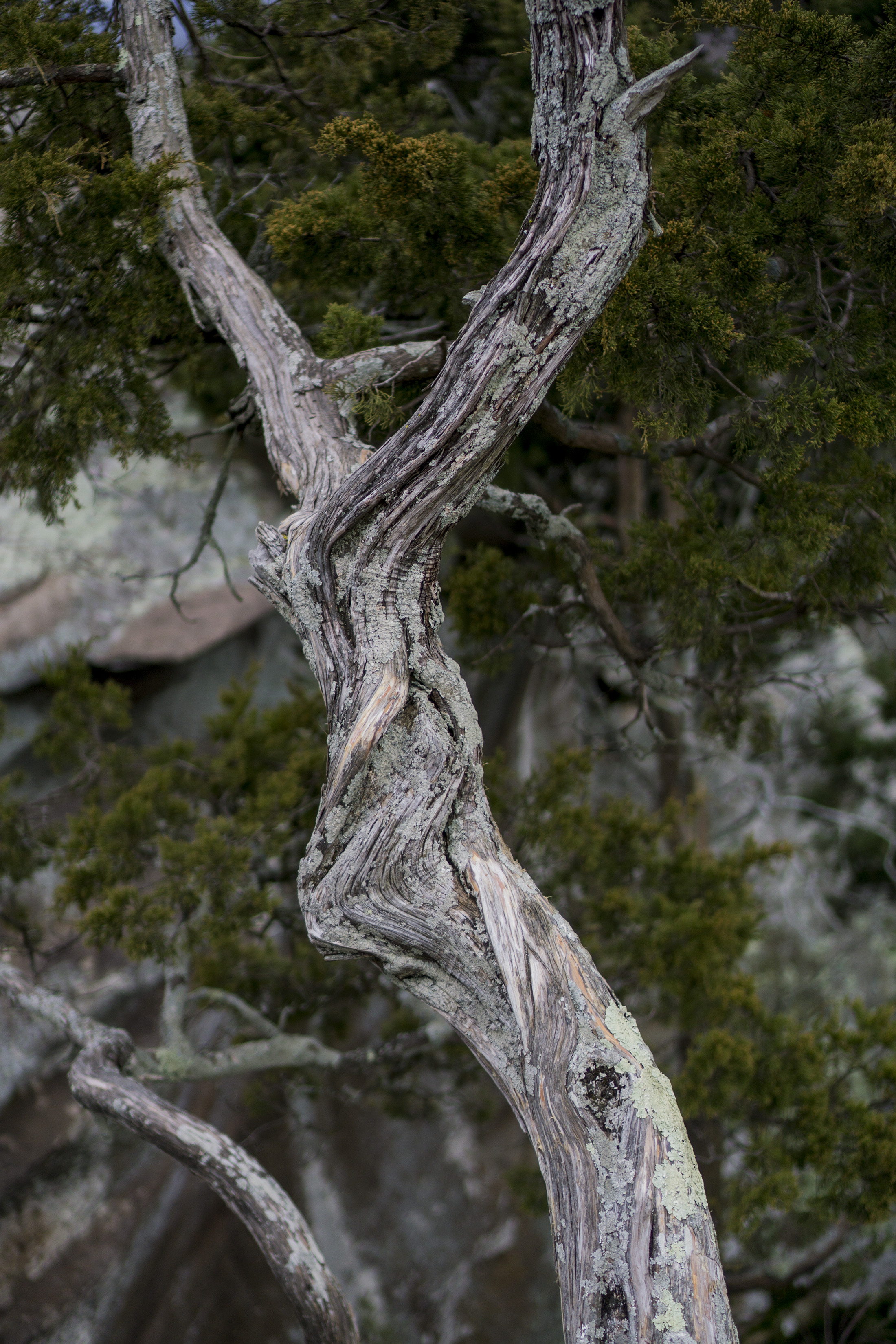 Juniper trunk in Shawnee National Forest / Darker than Green