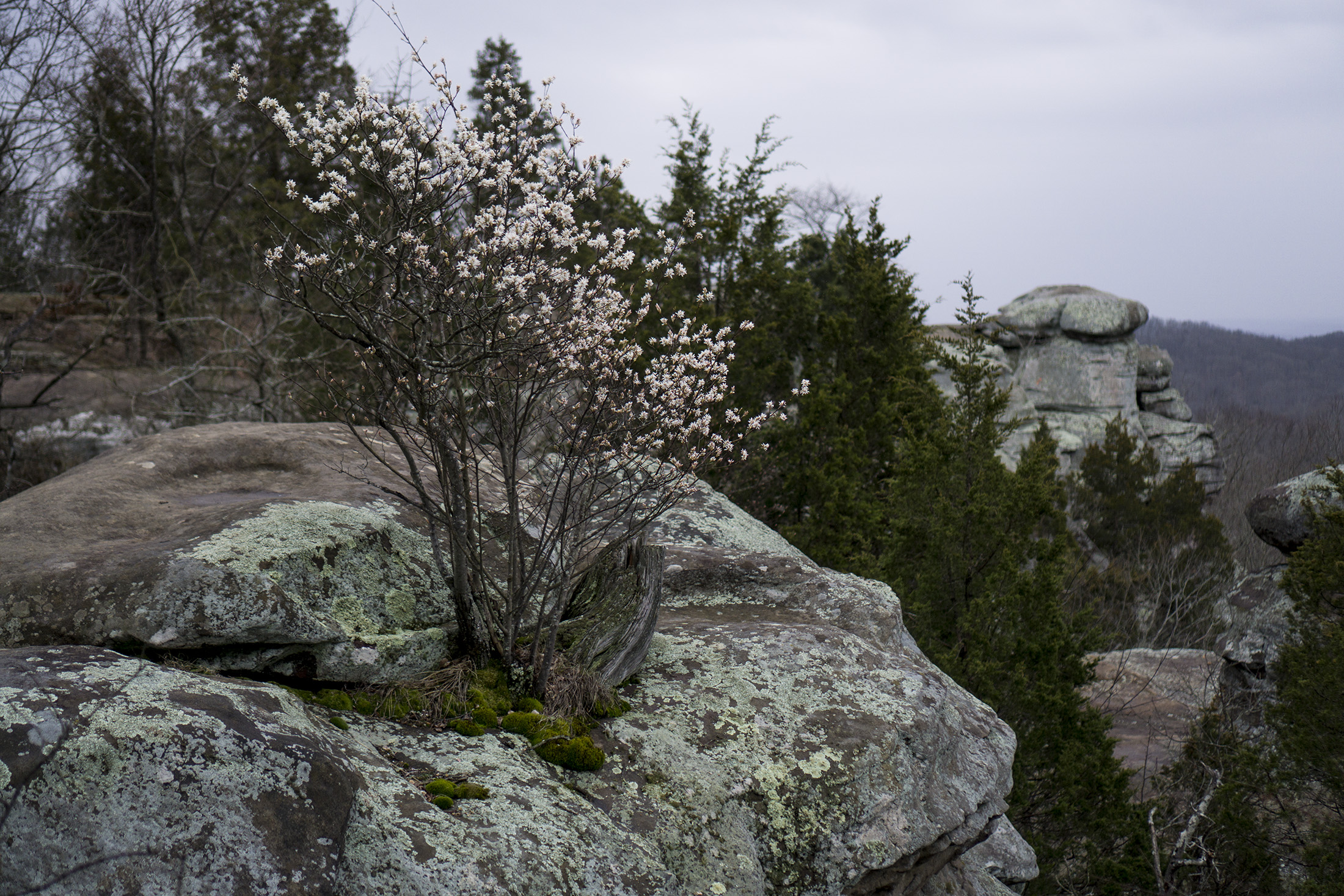 Flowering tree in spring with Garden of the Gods in background, Shawnee National Forest, IL / Darker than Green