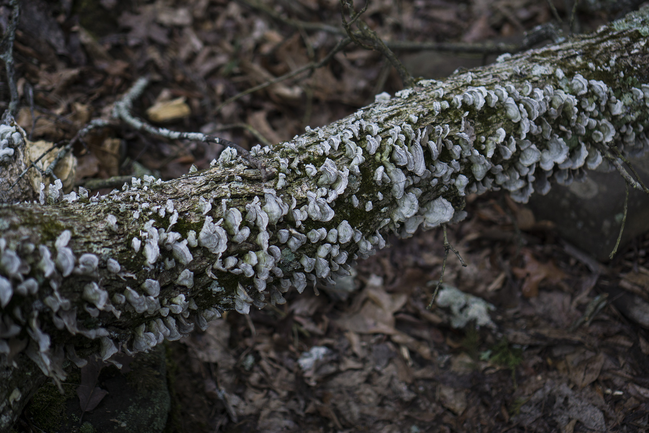 Fungus growing on downed tree trunk, Garden of the Gods, Shawnee National Forest, IL / Darker than Green