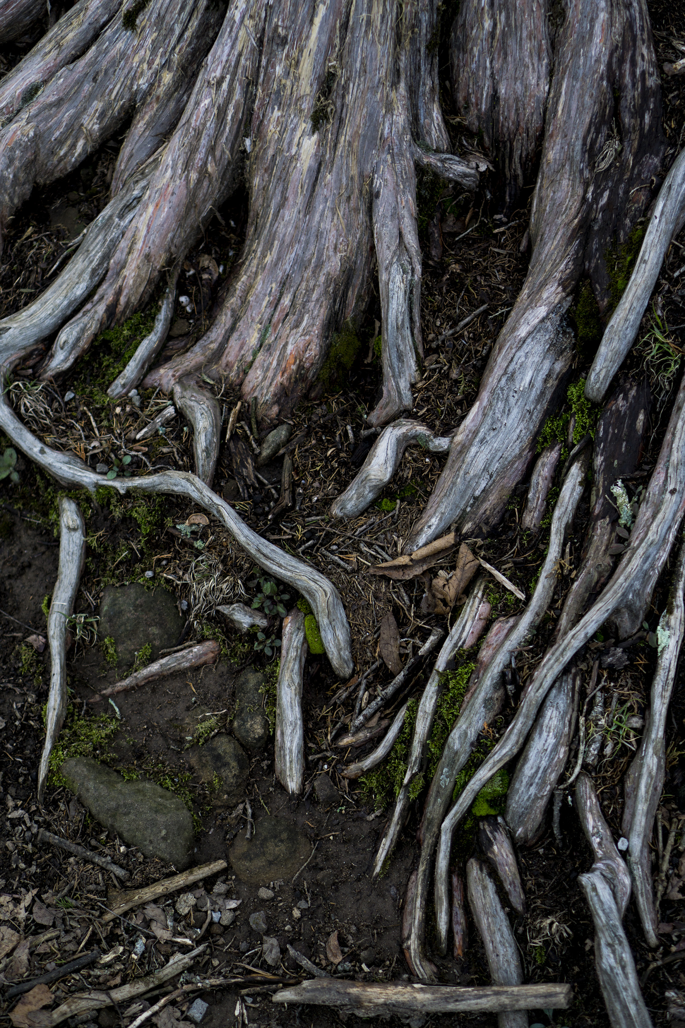 Juniper roots, Garden of the Gods, Shawnee National Forest, IL / Darker than Green