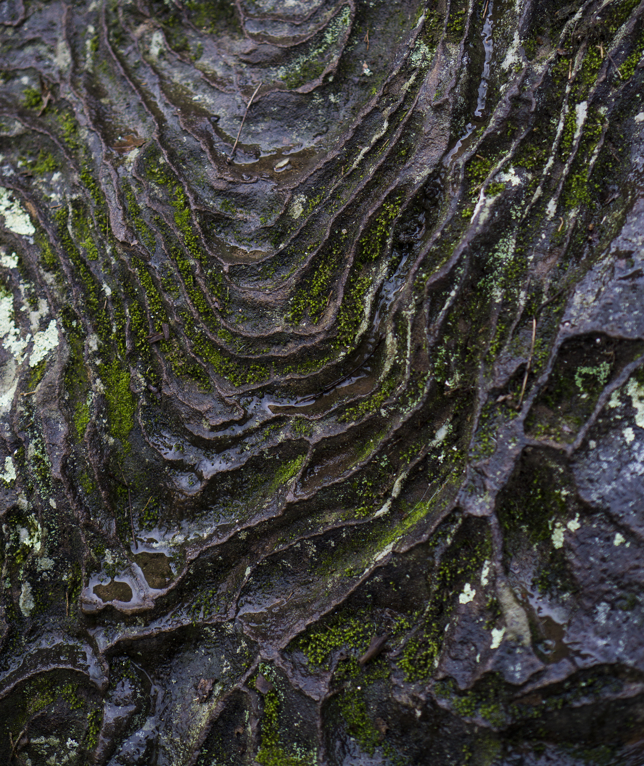 Liesegang bands on rock formation, Garden of the Gods, Shawnee National Forest, IL / Darker than Green