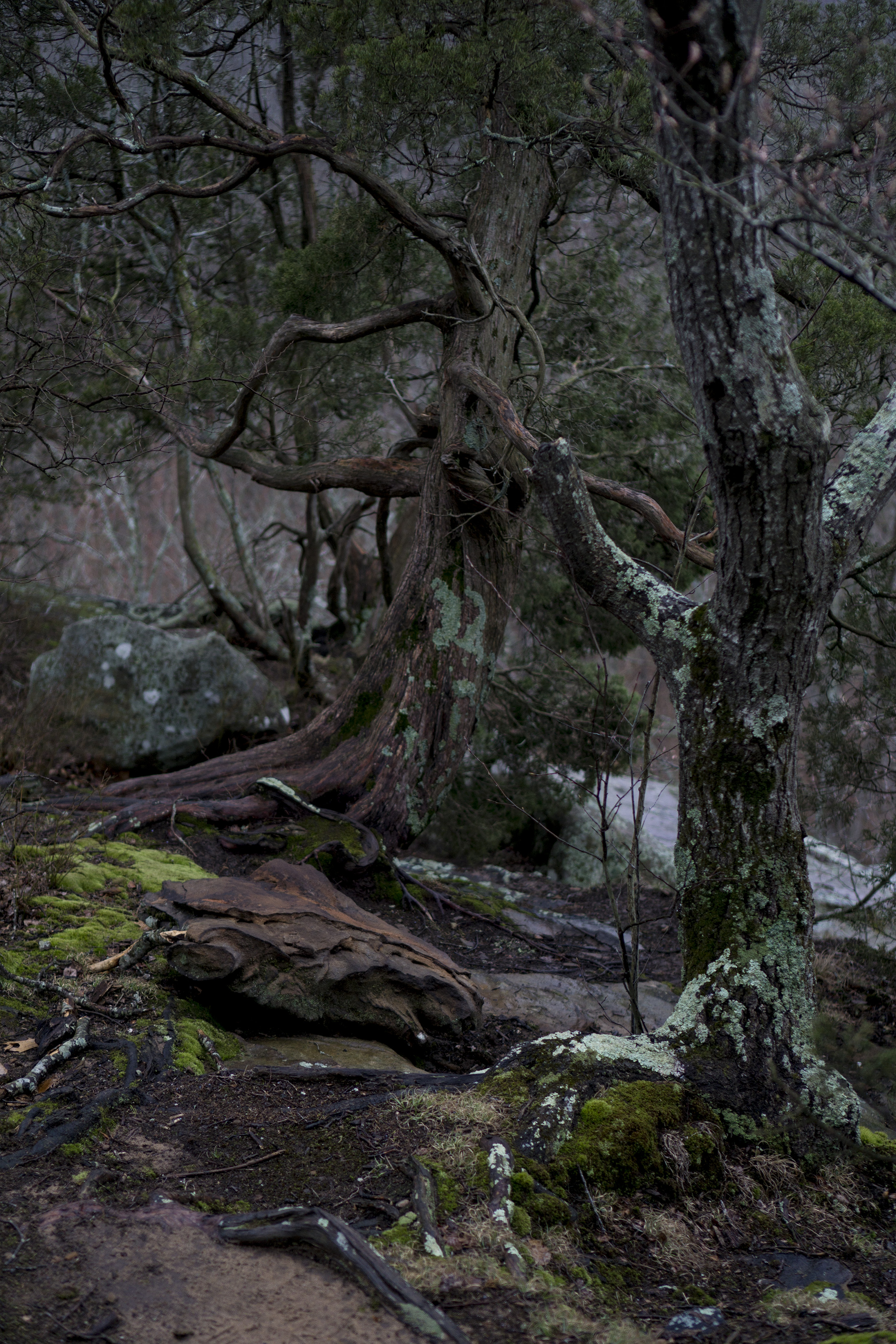 Rainy trees in Shawnee National Forest / Darker than Green